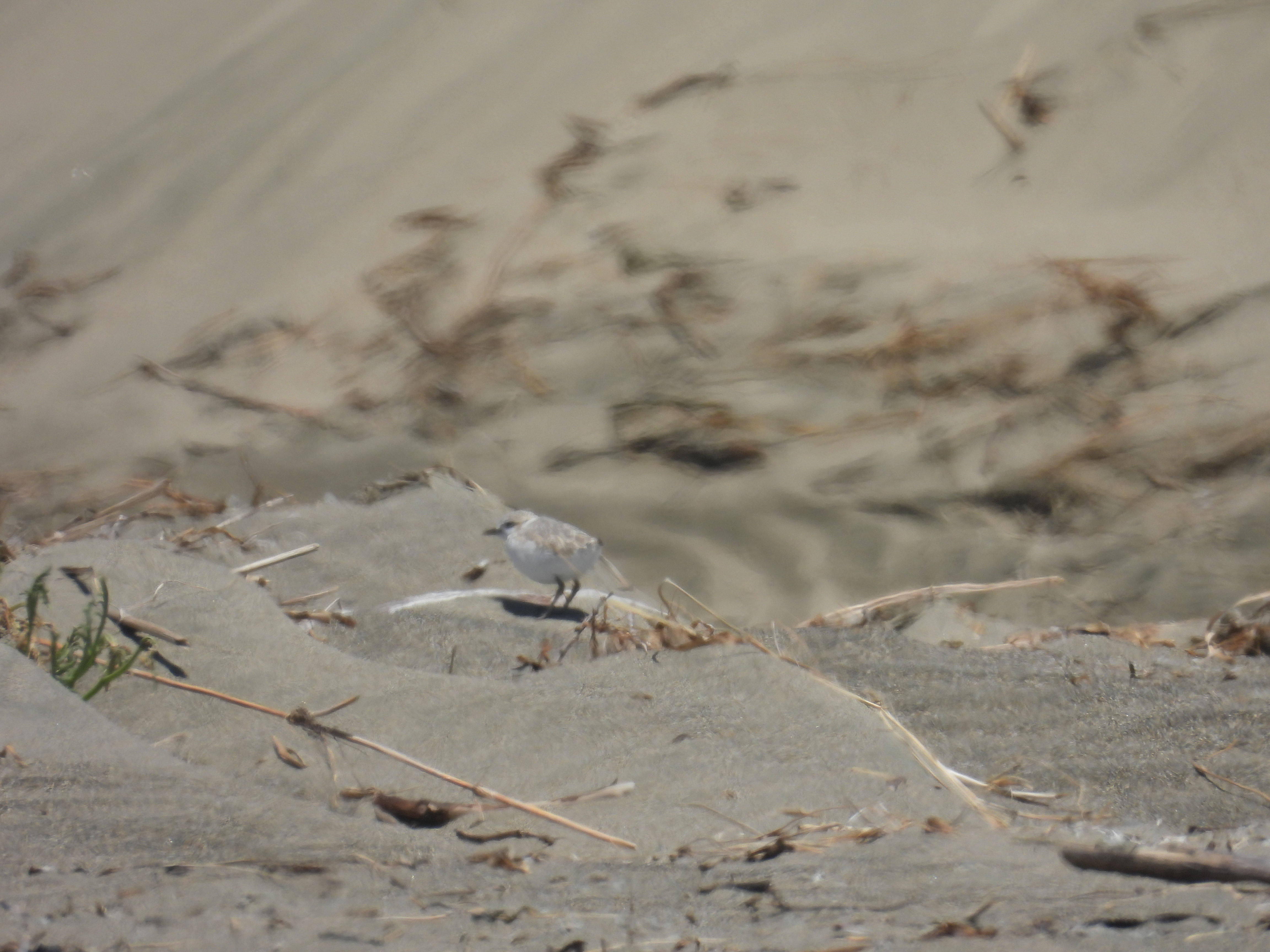 A small beige-colored shorebird standing on a sandy beach.