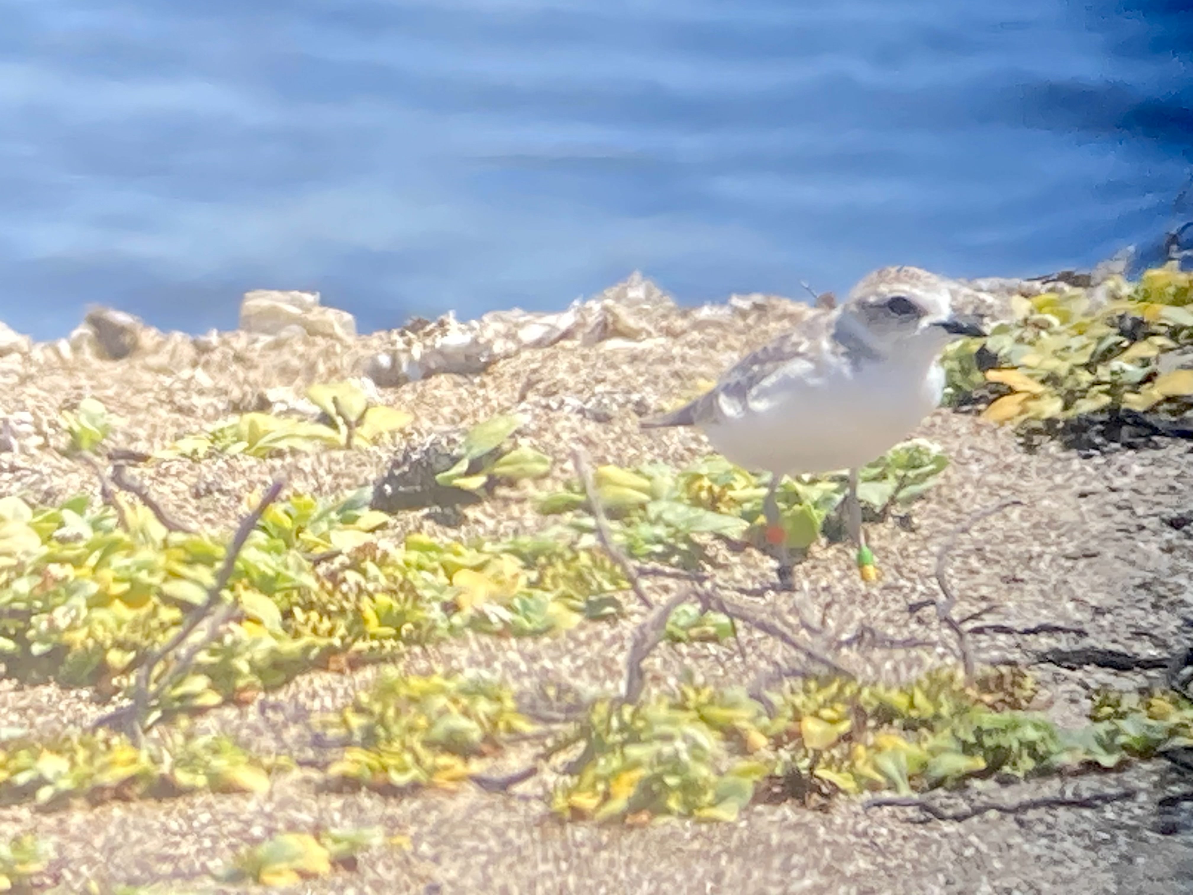 A photo of a small white-breasted, brown-backed shorebird standing on sand surrounded by low-lying vegetation.