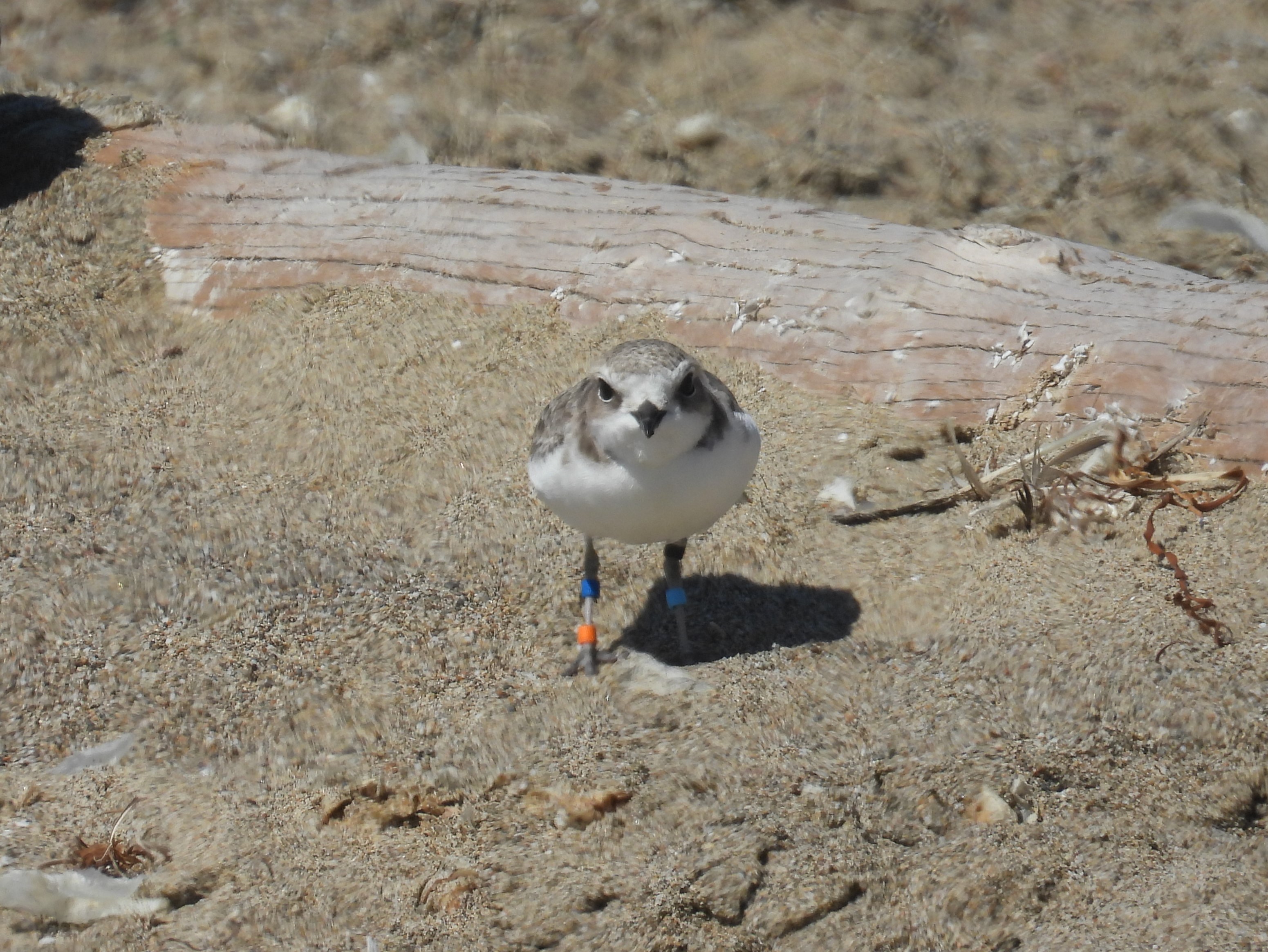 A photo of a small white-breasted, brown-backed shorebird standing on a sandy beach facing the camera.