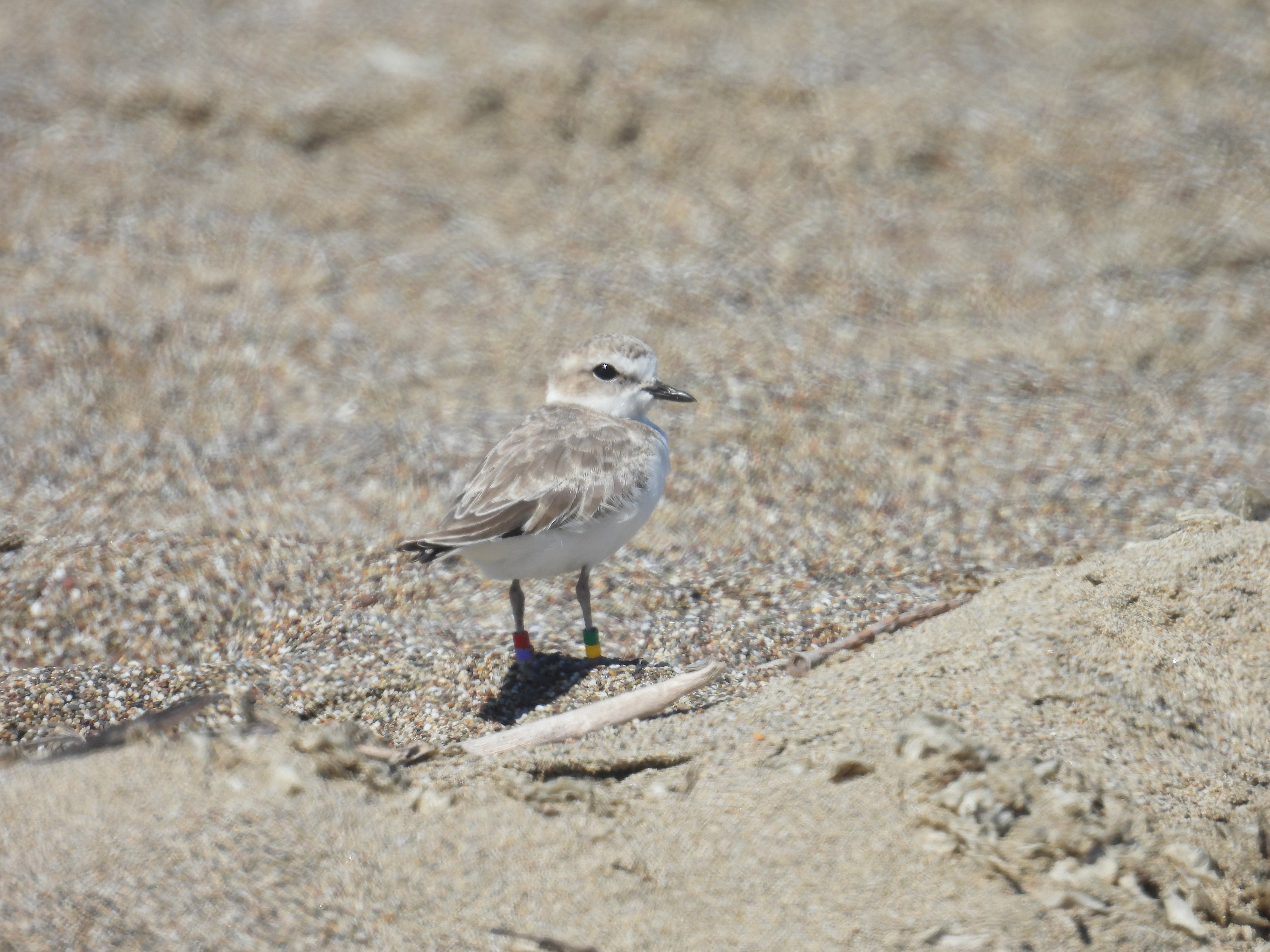 A photo of a small white-breasted, brown-backed shorebird standing on a sandy beach.