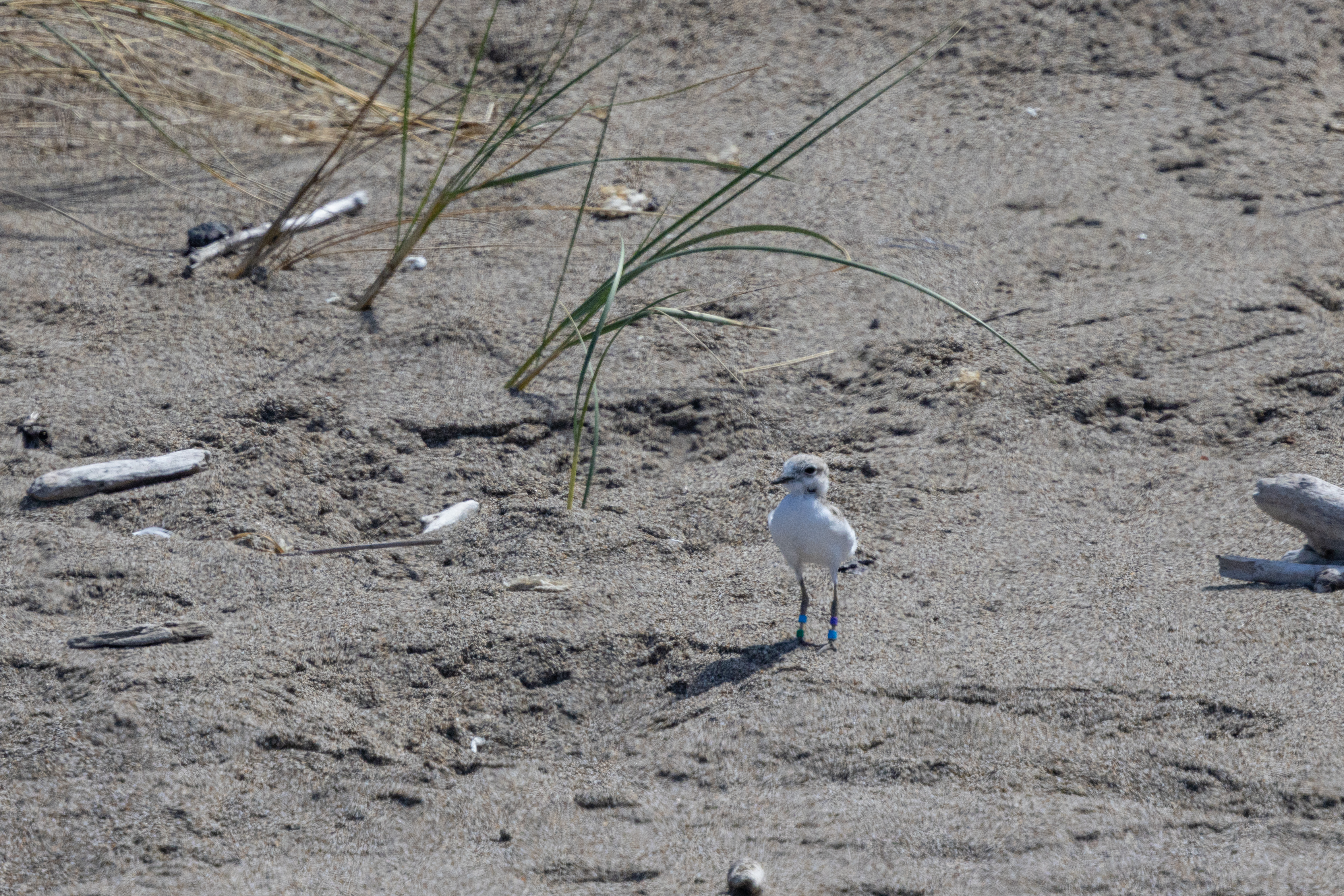 A photo of a small white-breasted, brown-backed shorebird standing on sand.