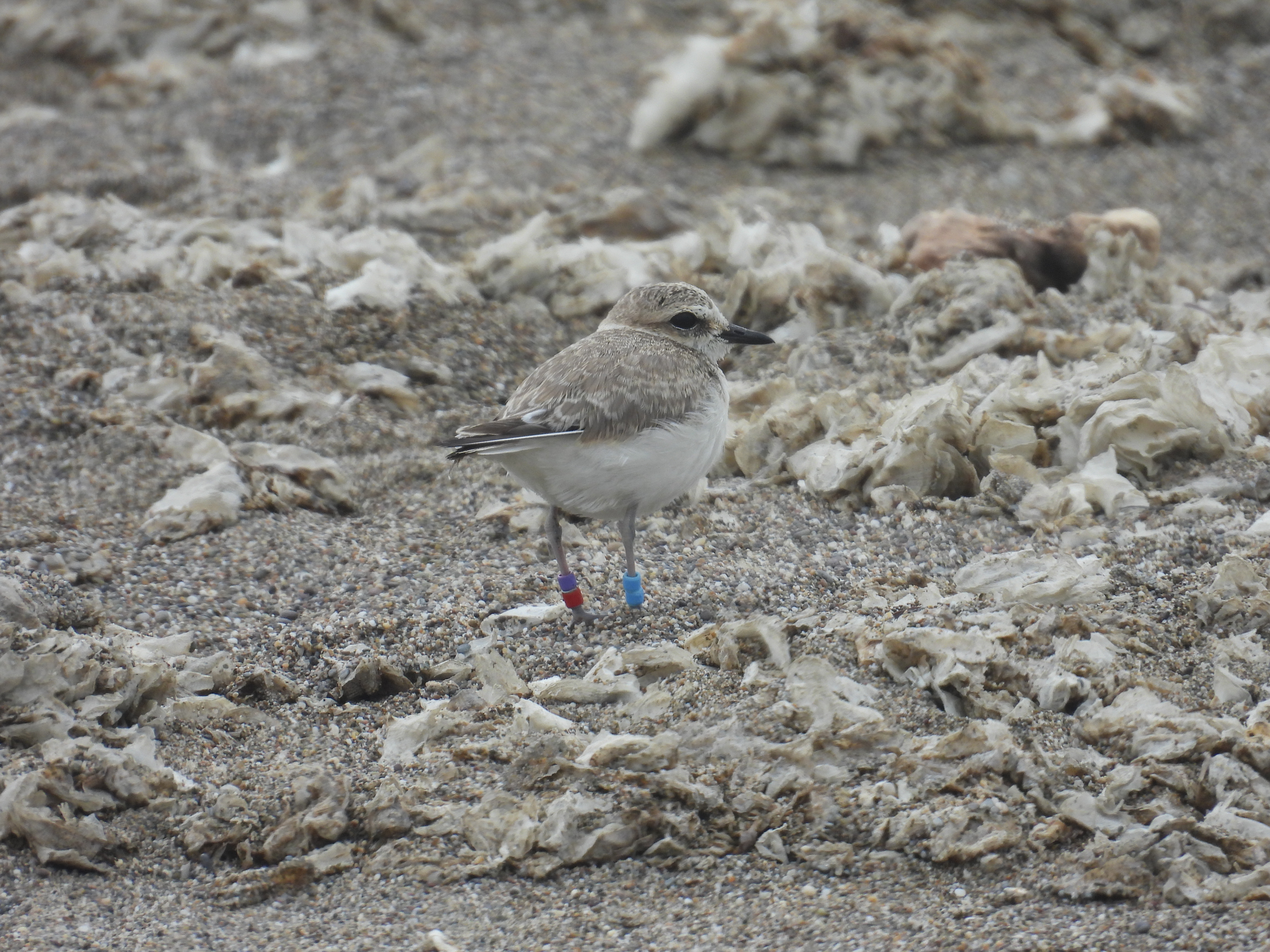A small, beige-colored shorebird standing on a sandy beach among lots of small cellophane-like dried jellyfish-like animals.