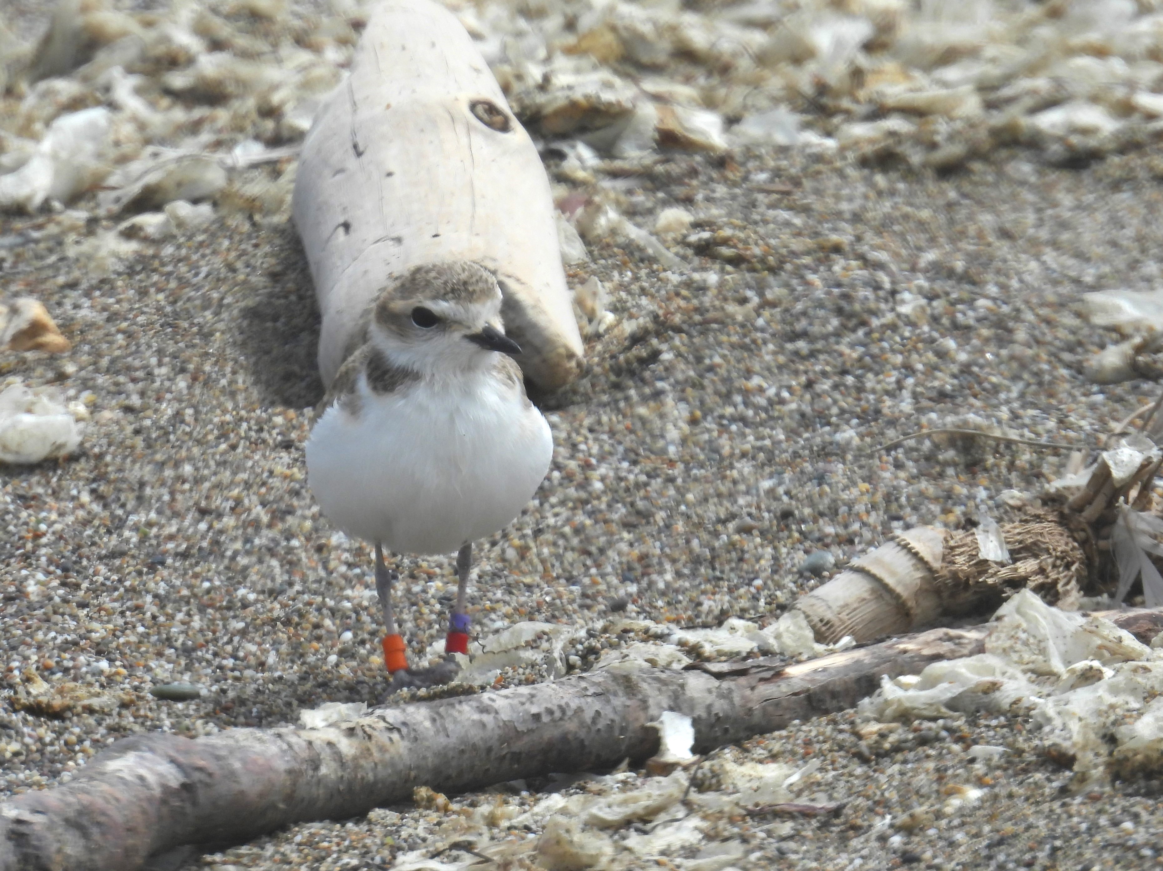 A small, beige-colored shorebird standing on a sandy beach among small pieces of driftwood.