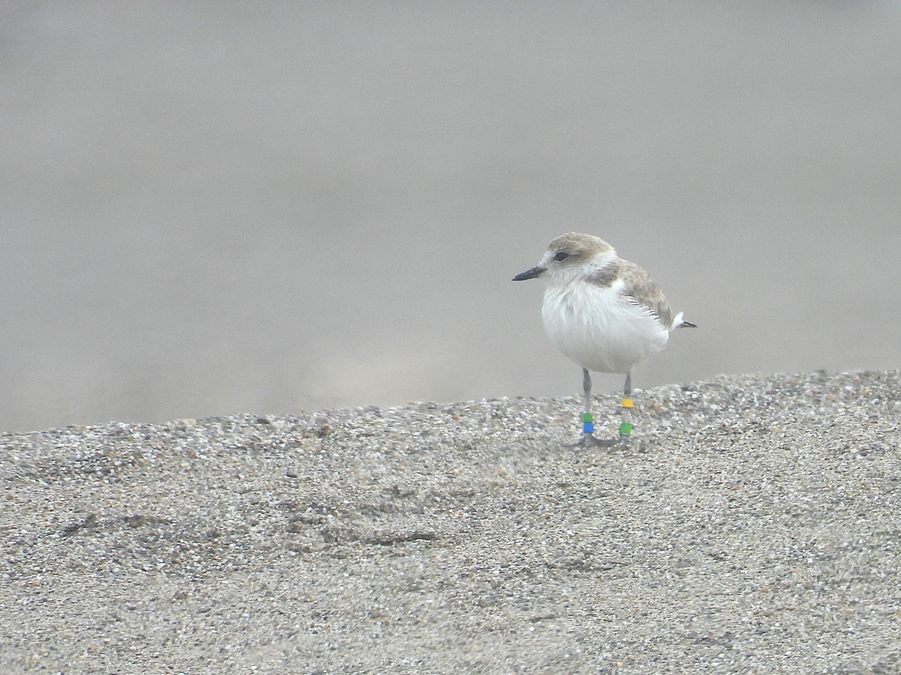 A small, beige-colored shorebird standing on a sandy beach.