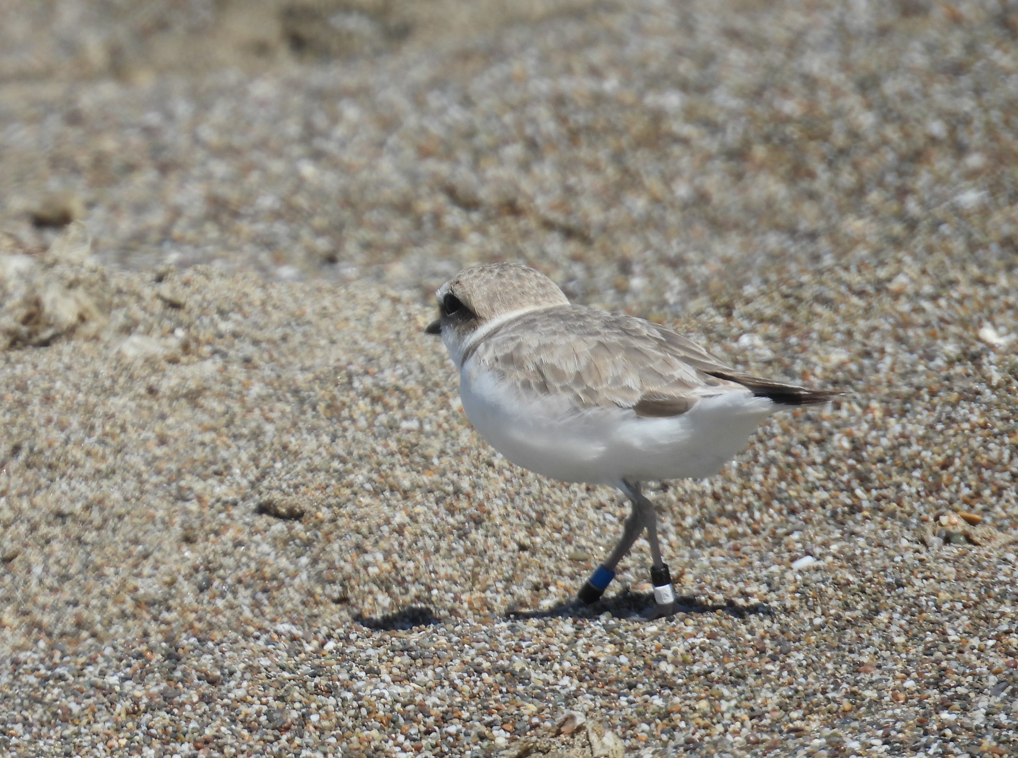 A photo of a small white-breasted, brown-backed shorebird walking on a sandy beach.