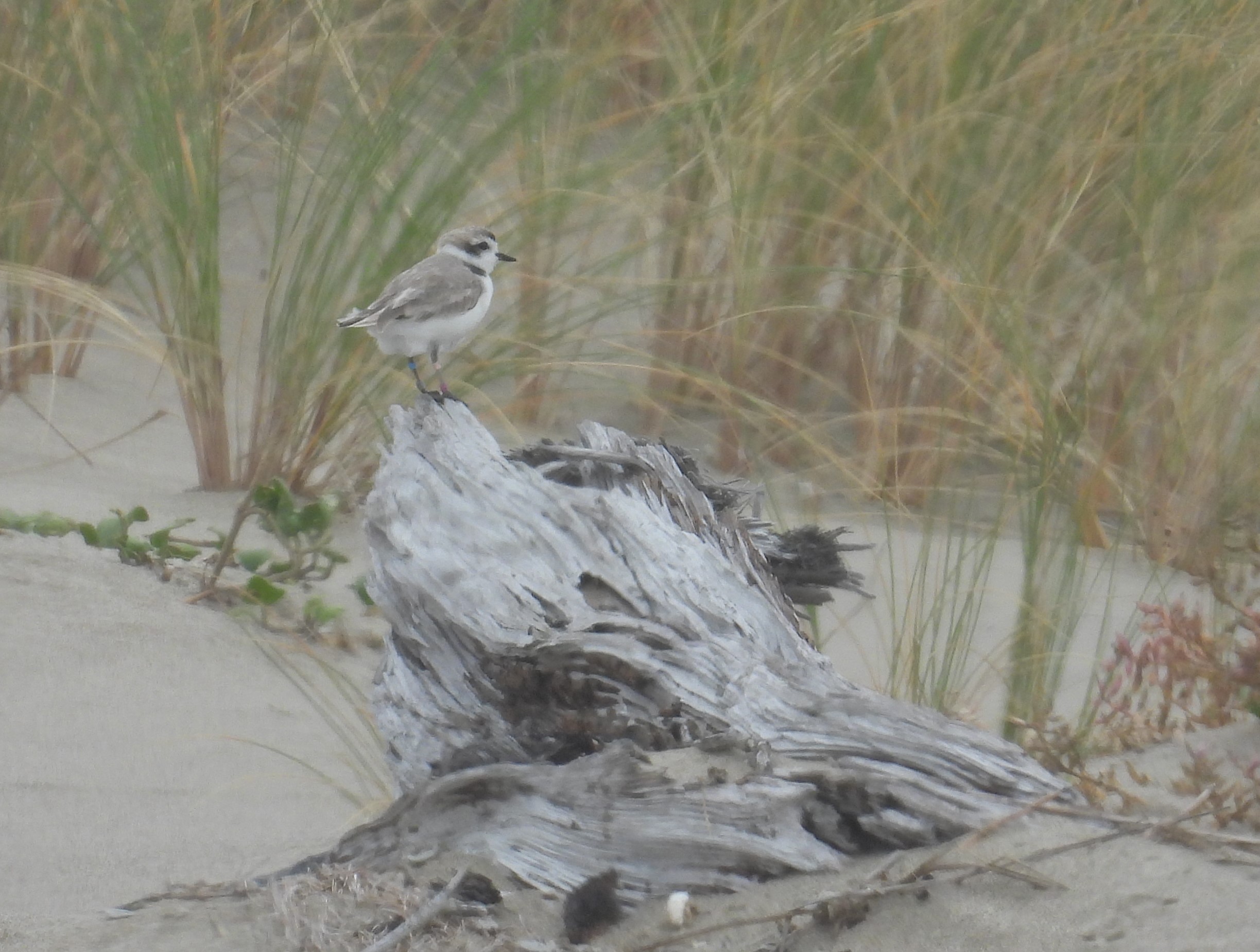 A photo of a small white-breasted, brown-backed shorebird standing on a weathered driftwood stump on a sandy beach.