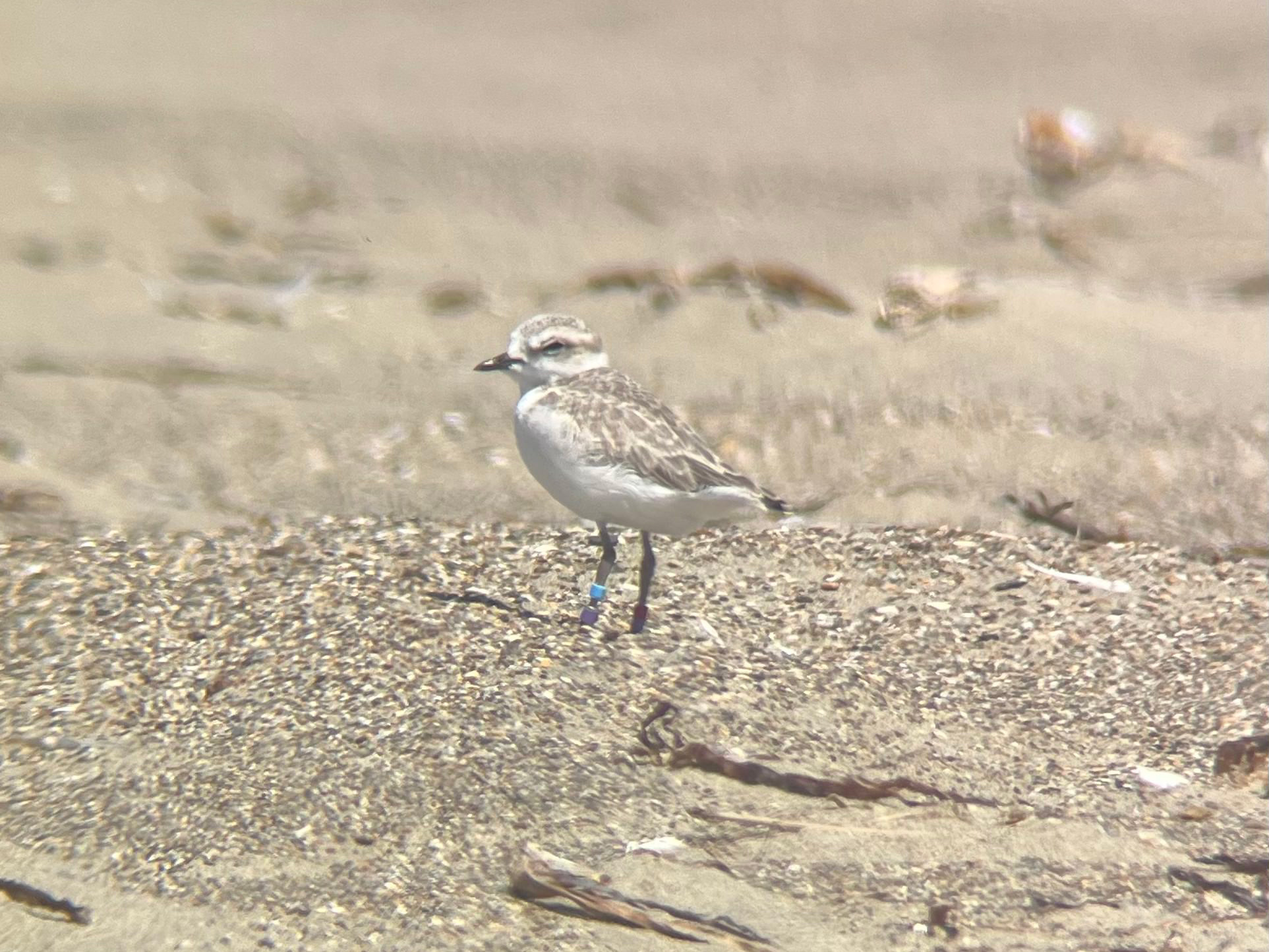 A photo of a small white-breasted, brown-backed shorebird standing on sand.