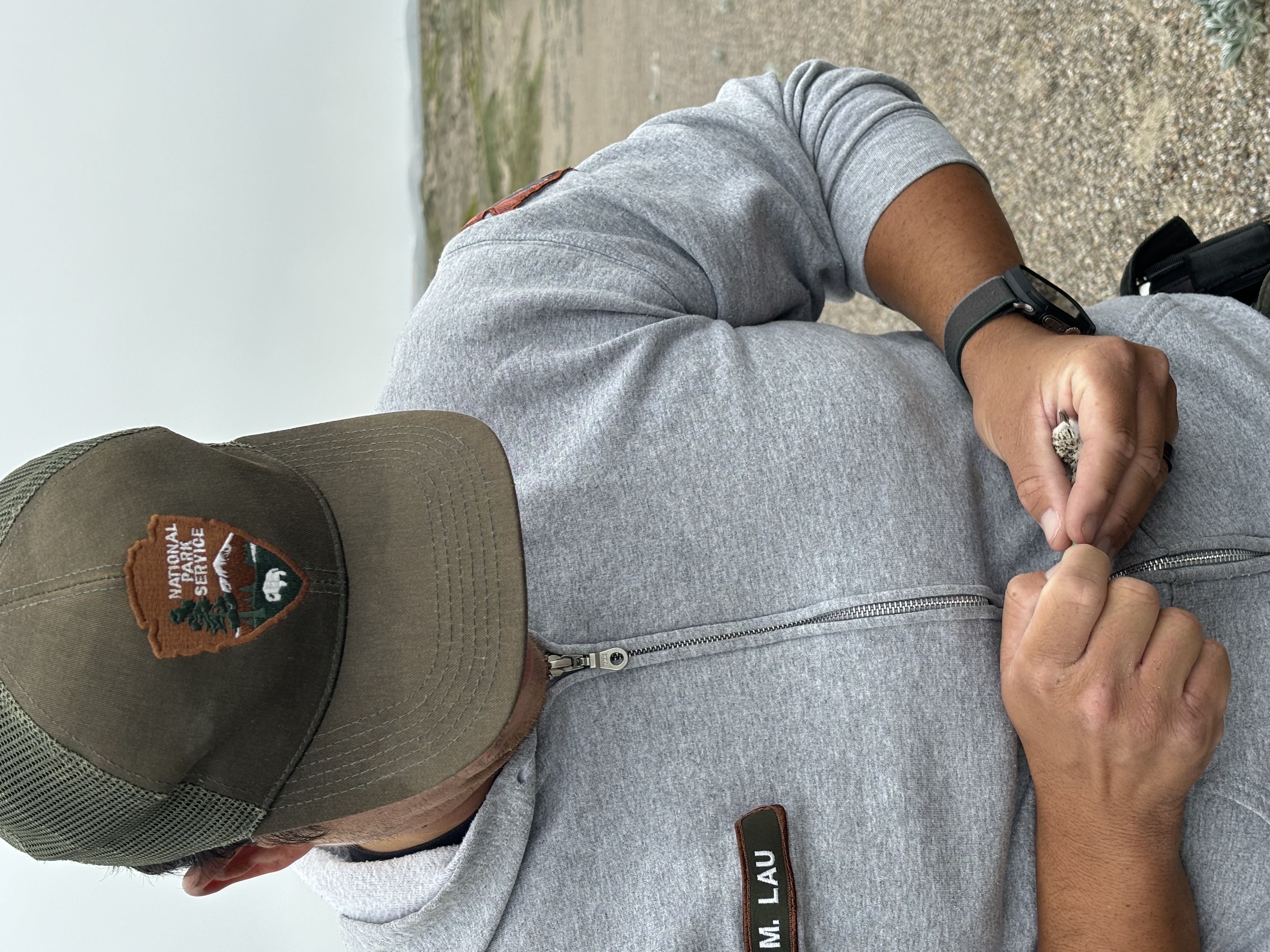 A photo of a National Park Service employee wearing a green ball cap and gray hoodie holding a small shorebird chick on a beach.