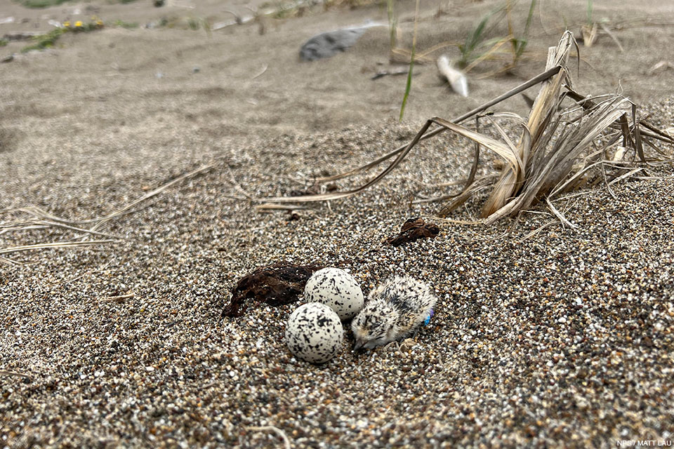 A close-up photo of a small black-speckled, beige-colored chick next to two small black-speckled, beige-colored eggs sitting on sand near a tuft of dried beach grass.
