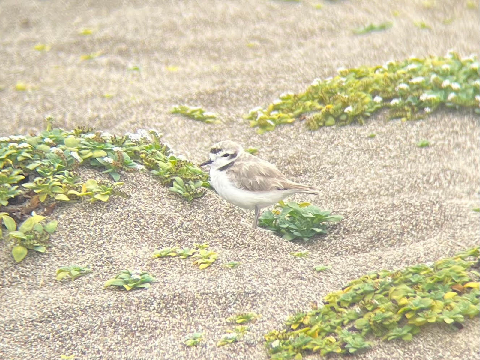 A photo of a small white-breasted, brown-backed shorebird standing on sand among low-lying dune vegetation.