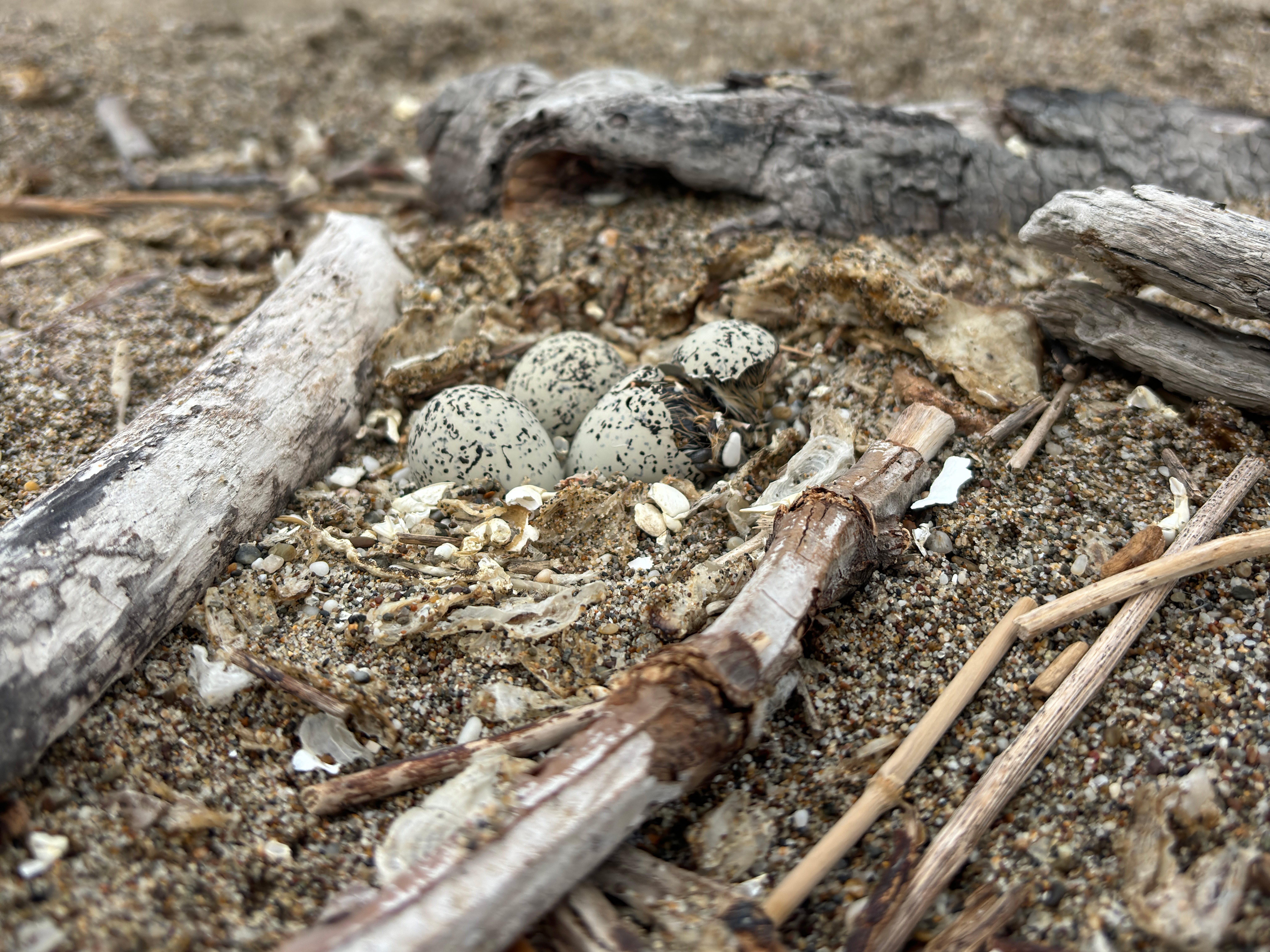 Three small black-speckled, beige-colored eggs surrounded by small pieces of driftwood on a sandy beach. A chick is emerging from the egg on the right.