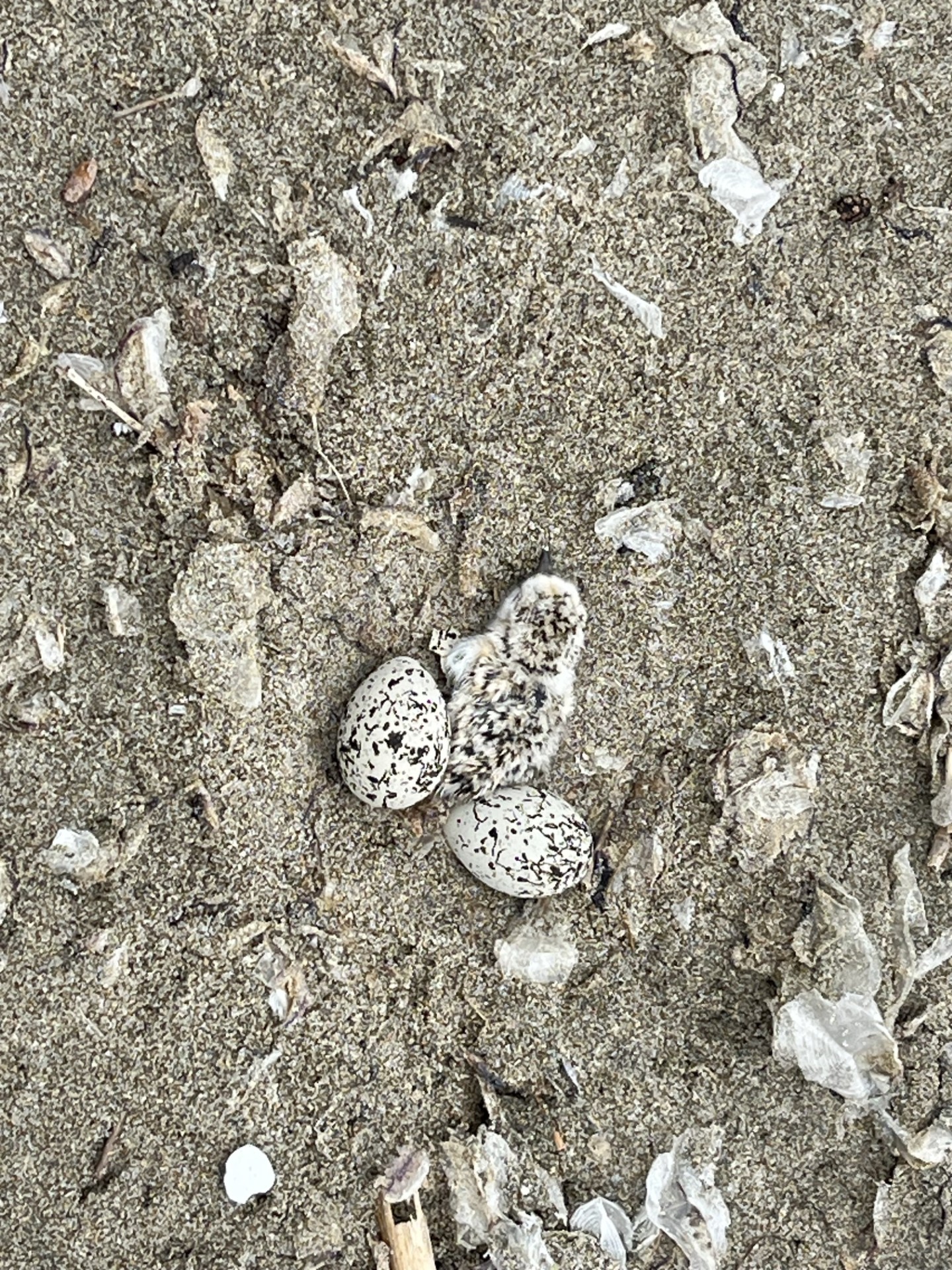 A photo of a small black-speckled, beige-colored shorebird chick lying next to two small black-speckled, beige-colored eggs on a sandy beach.