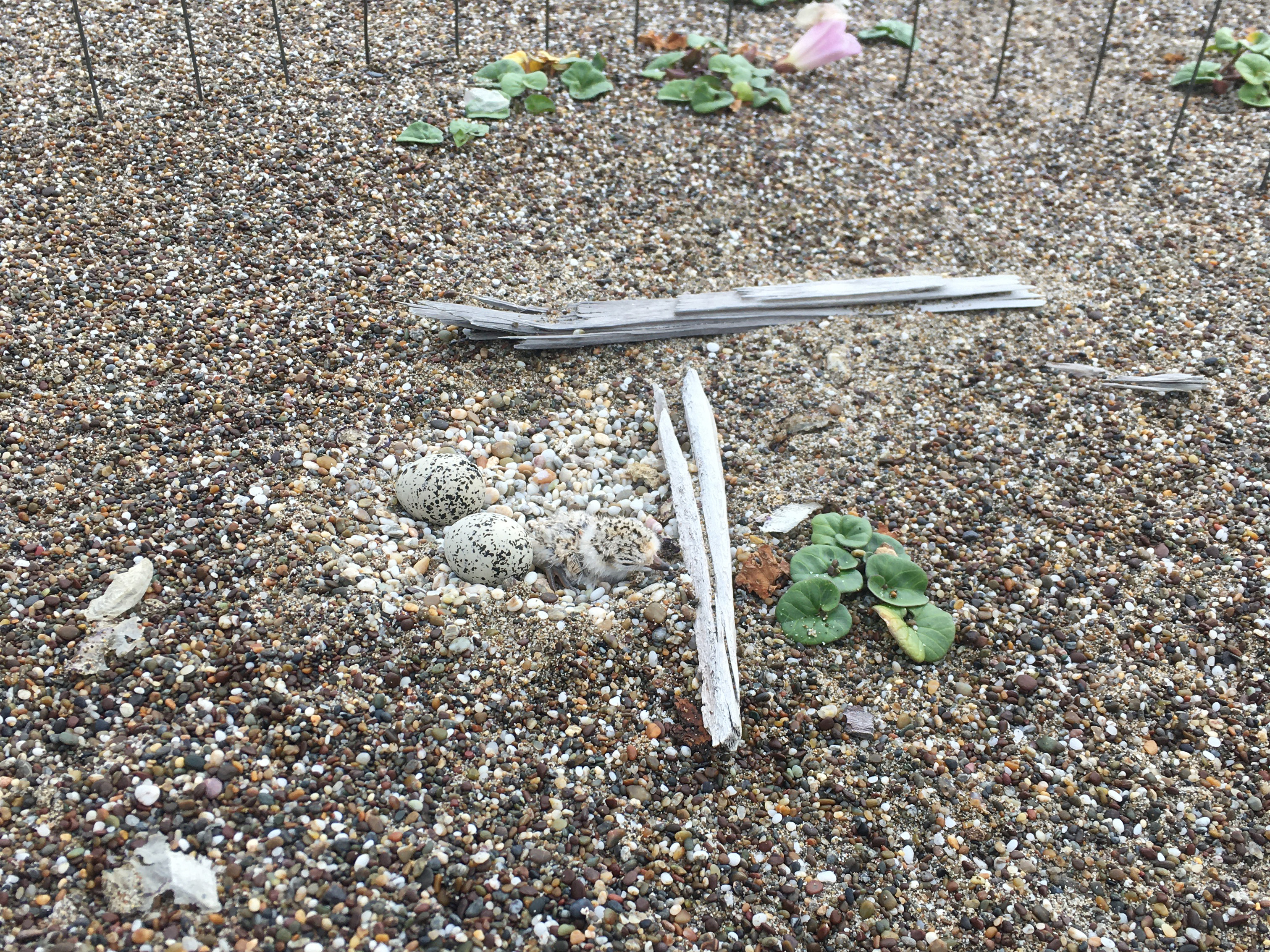 A photo of a small black-speckled, beige-colored shorebird chick lying next to two small black-speckled, beige-colored eggs adjacent to a couple small pieces of driftwood on a beach.