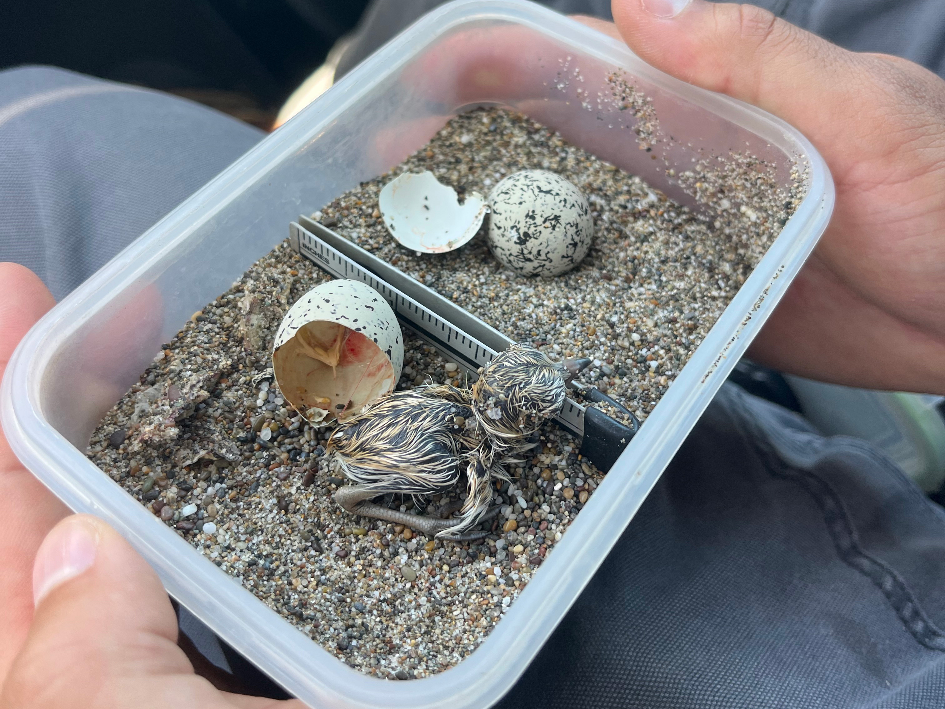 A photo of a small, wet dark-beige-colored shorebird chick and a small black-speckled, beige-colored egg sitting on sand in a plastic container.