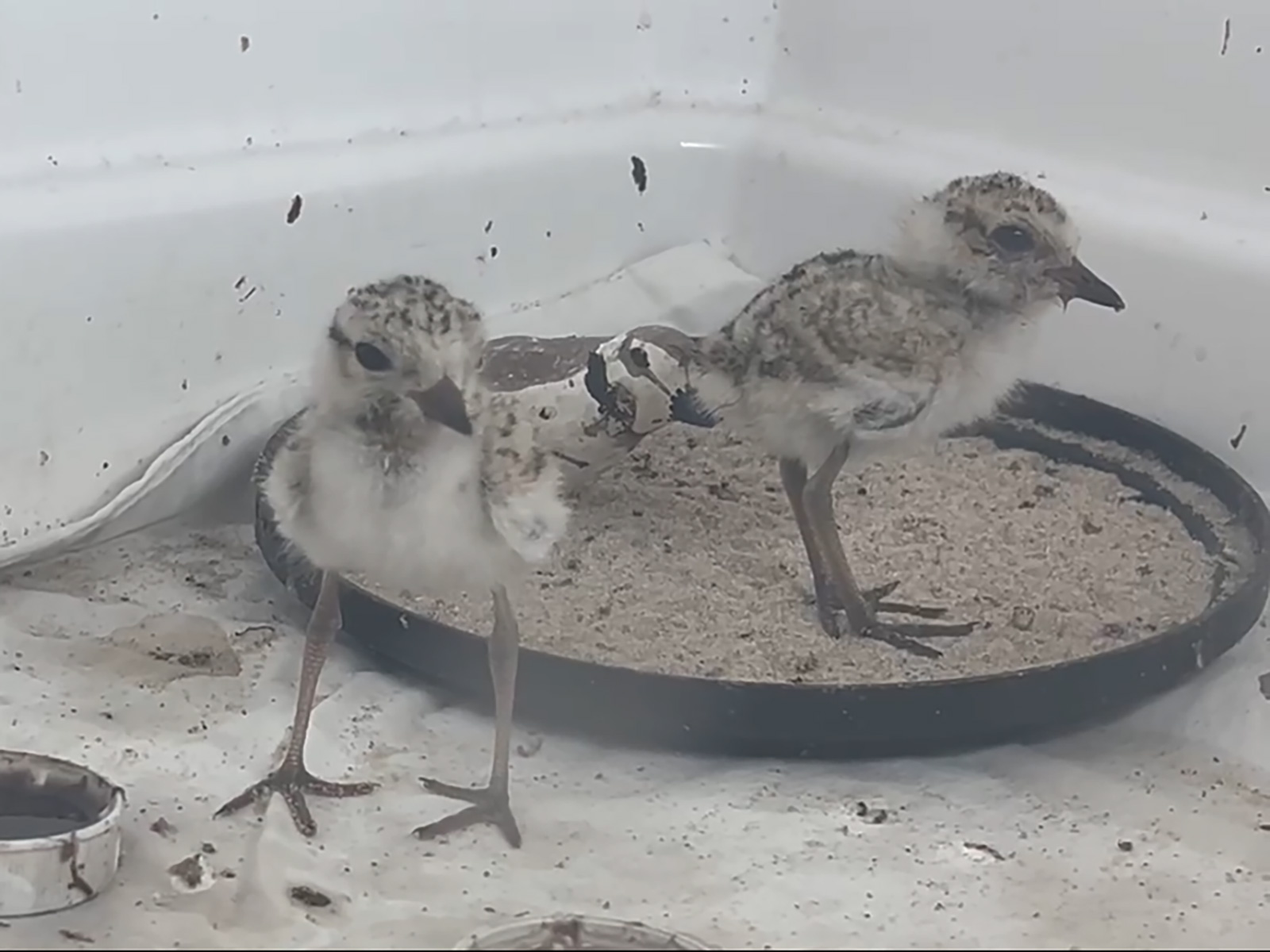 A photo of two small black-speckled, beige-colored shorebird chicks standing in a white container. One of the chicks is standing on a plate filled with sand.