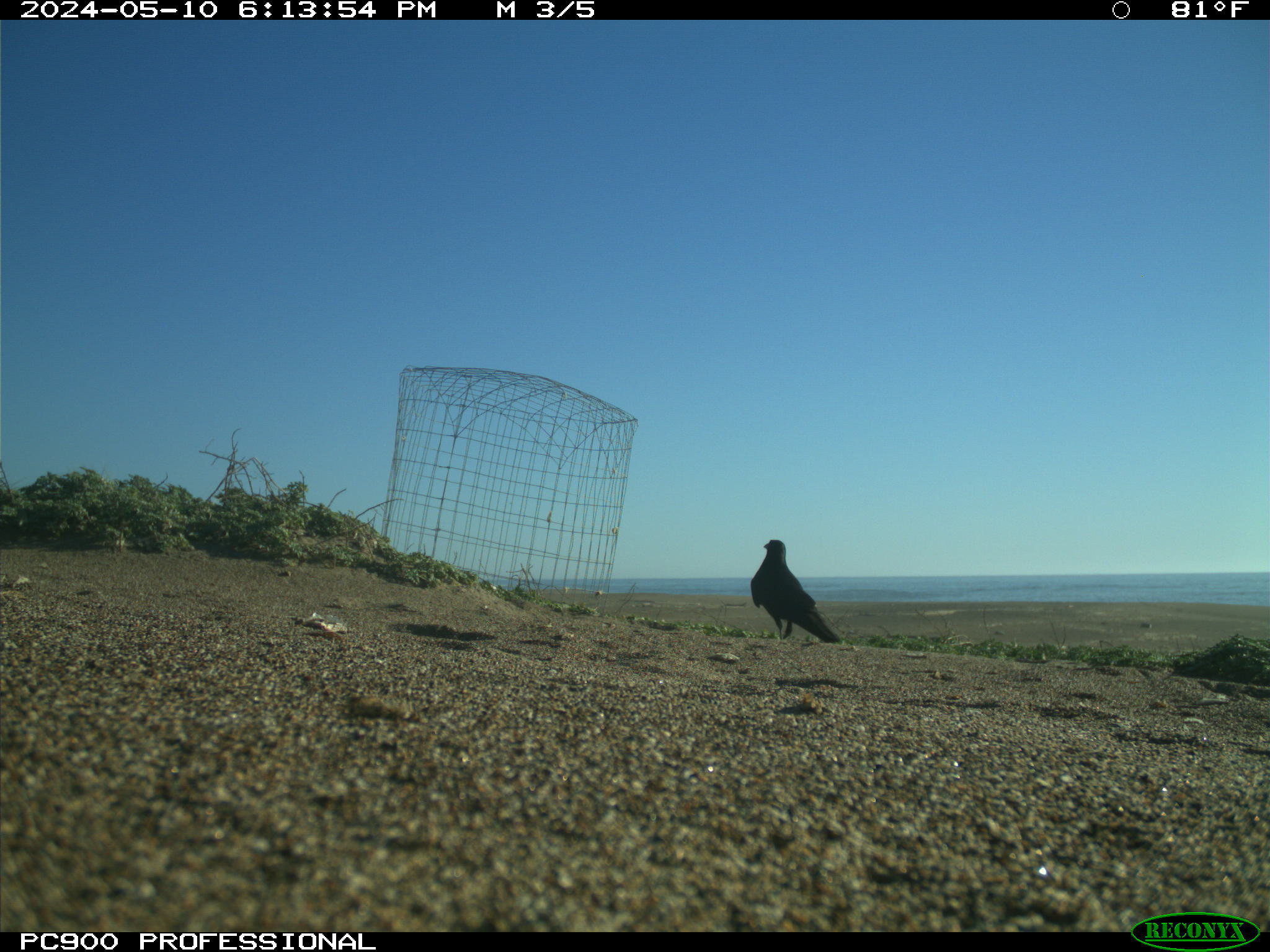 A black common raven standing adjacent to a small wire exclosure on a sandy beach.
