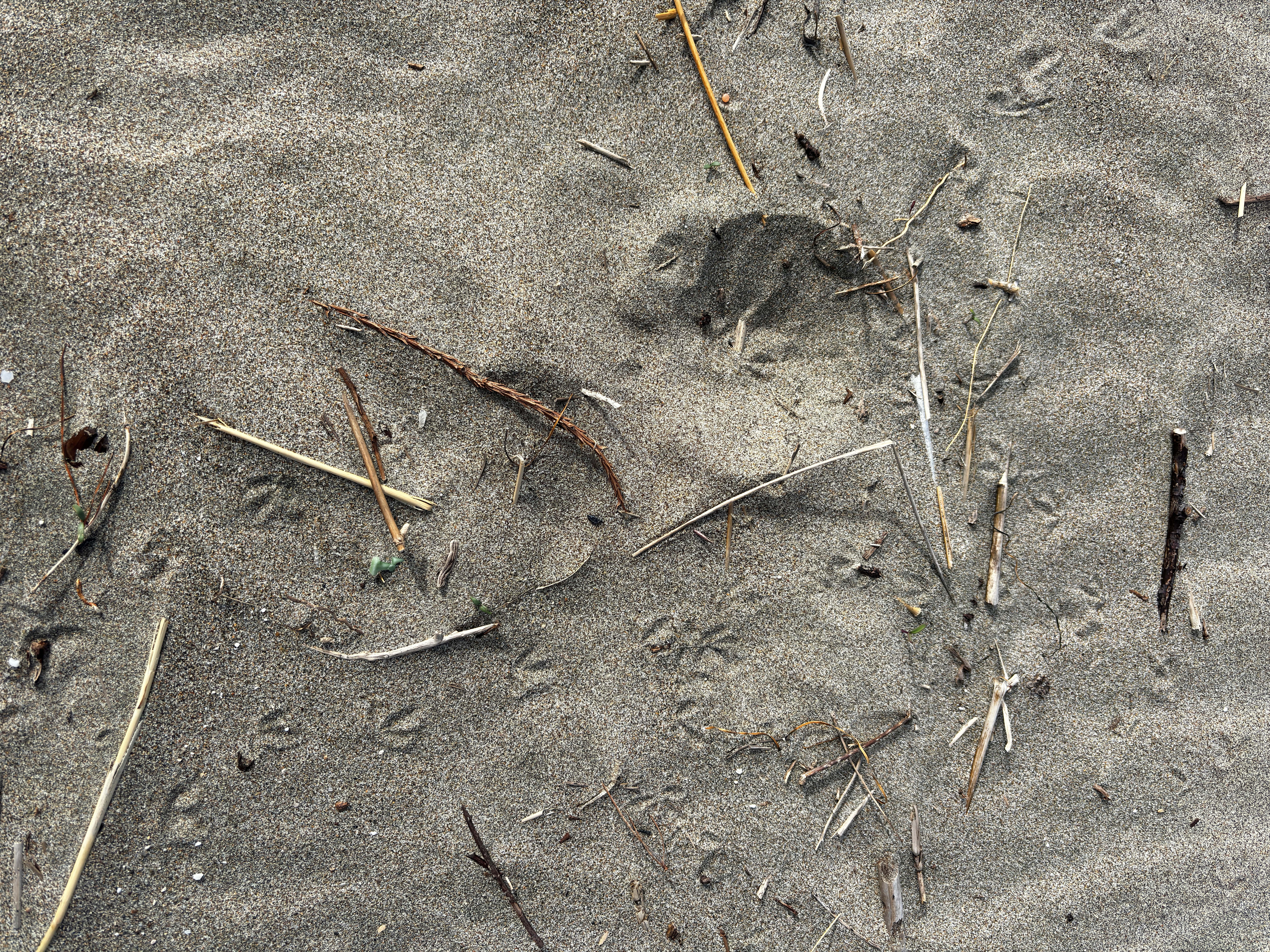 A photo of small bird footprints around a small depression in sand.