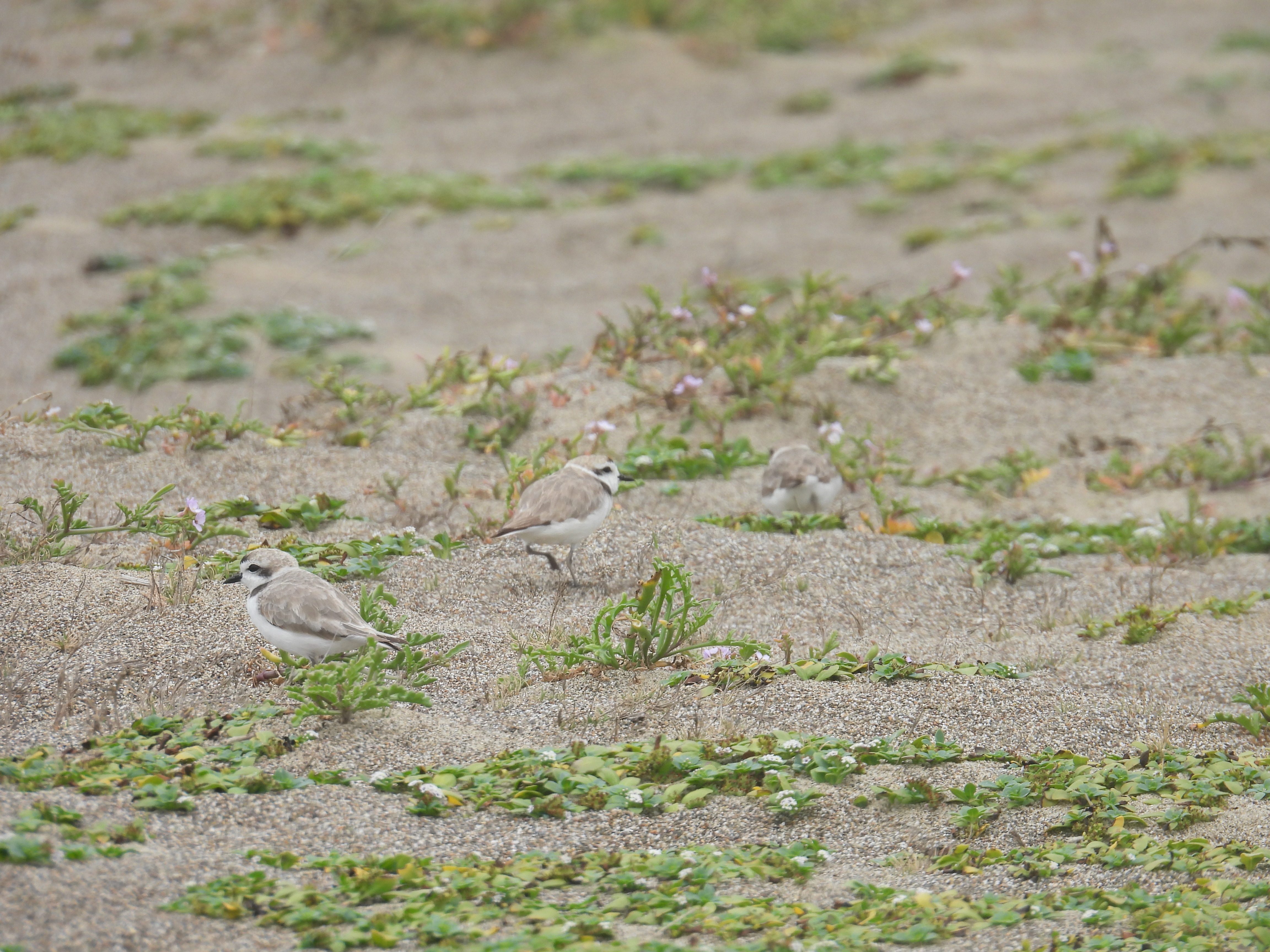 Three small, beige-colored shorebirds standing among small, low-lying plants on a sandy beach.