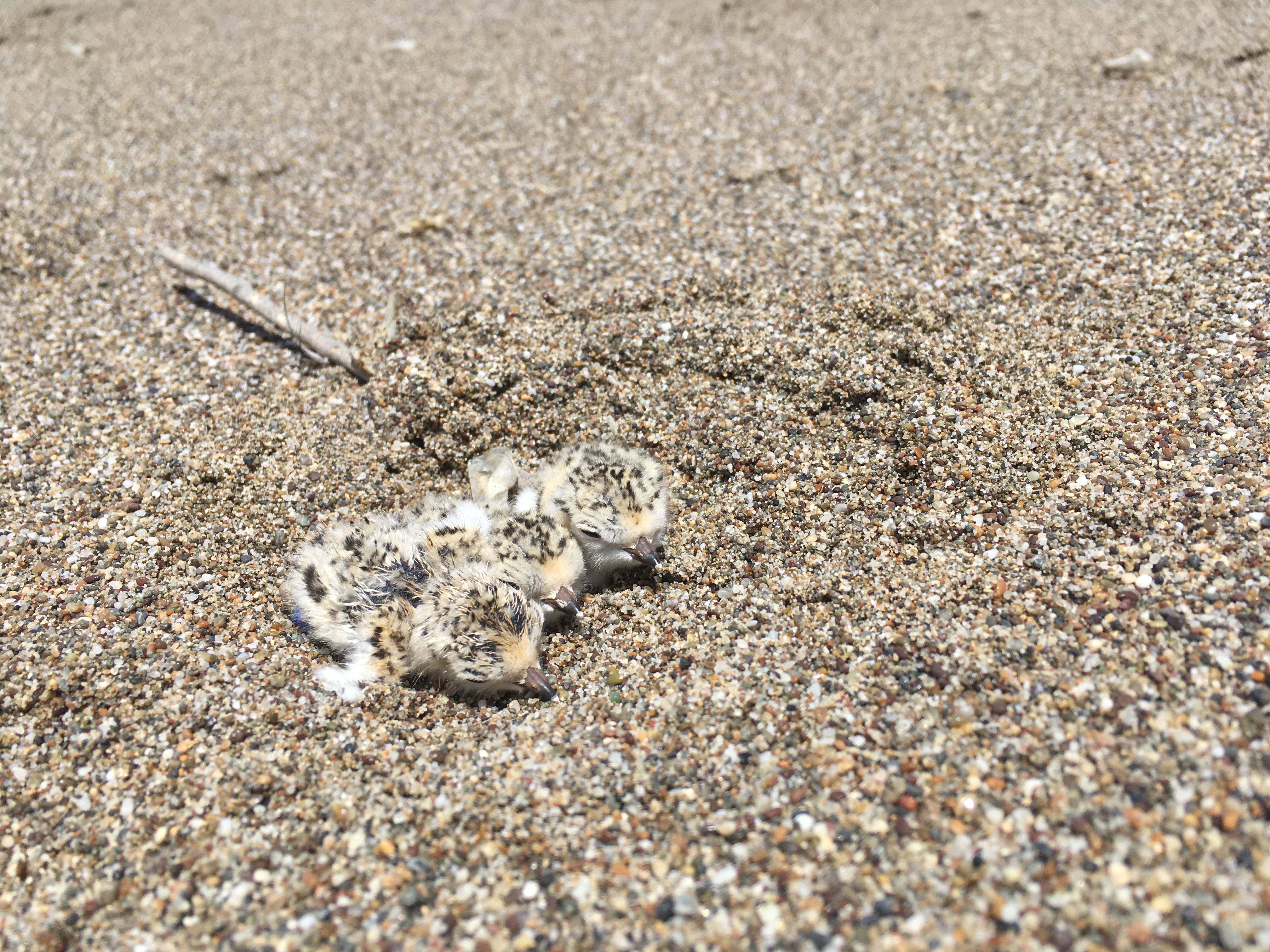 A photo of three small black-speckled, beige-colored shorebird chicks sitting in a small depression on a sandy beach.