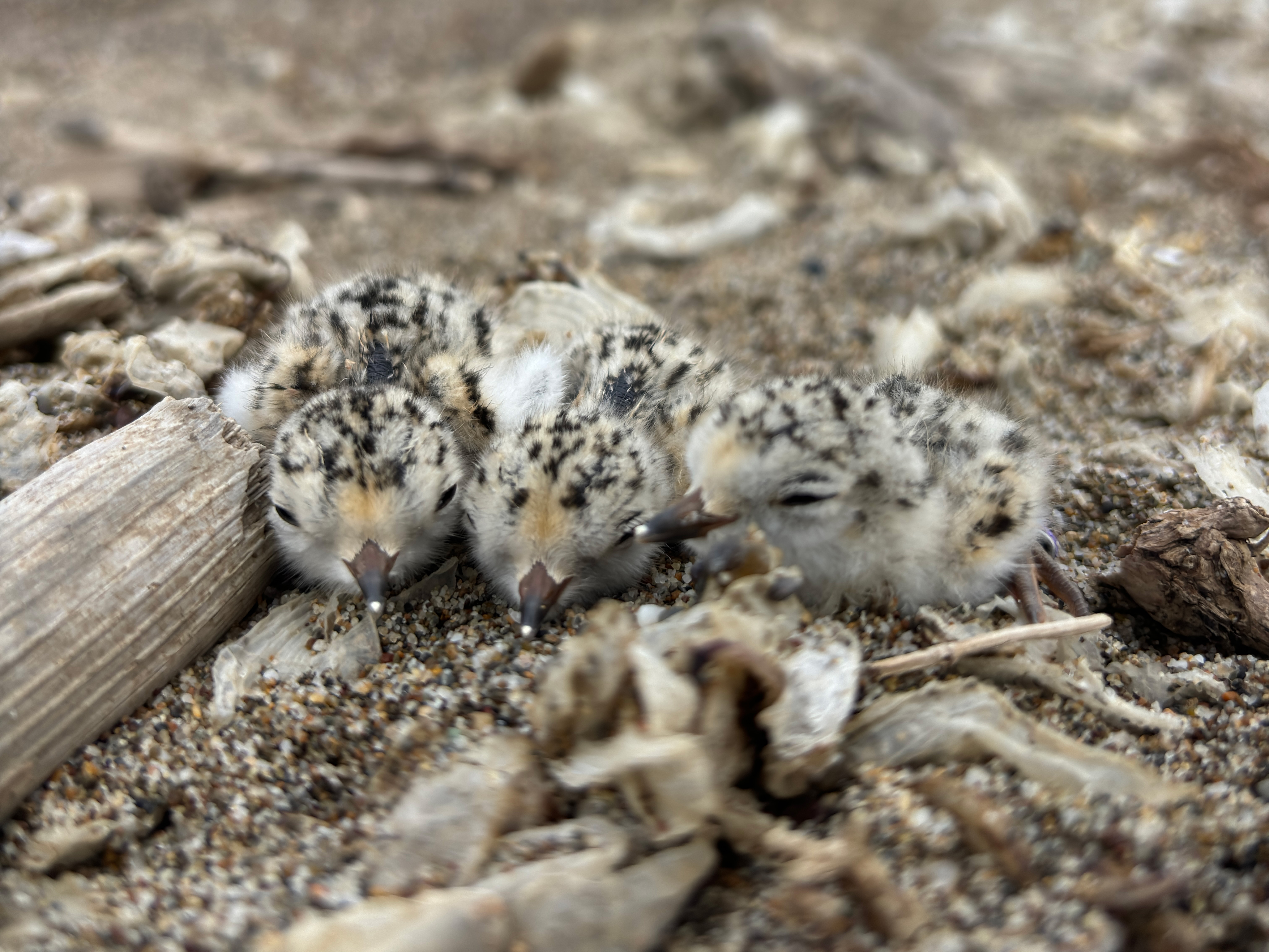 A photo of three small black-speckled, beige-colored, newly-hatched shorebird chicks lying on a sandy beach among small pieces of driftwood.