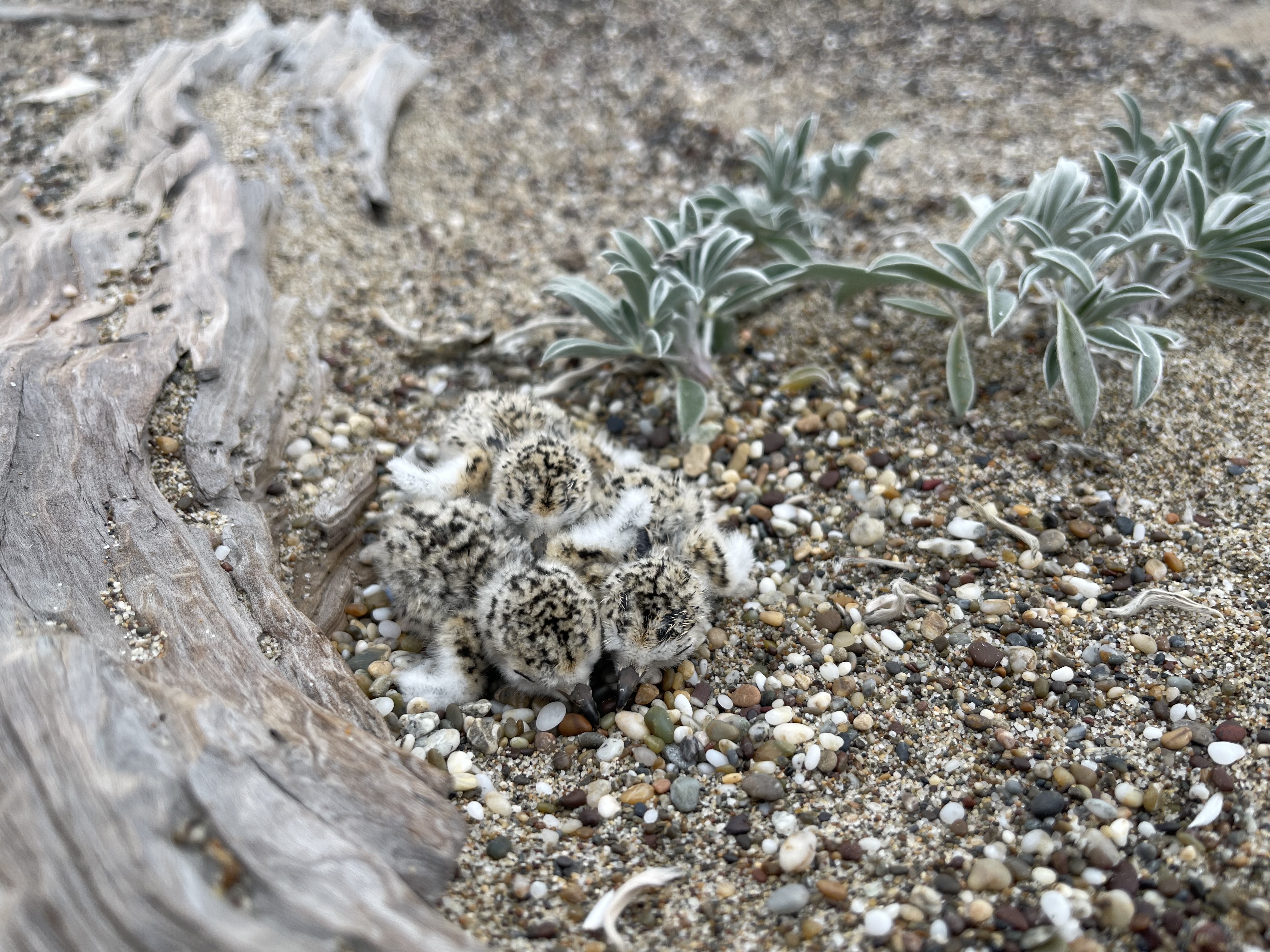 A photo of three small black-speckled, beige-colored, newly-hatched shorebird chicks huddled together on sand next to a piece of driftwood on the left and a few small plants on the right.