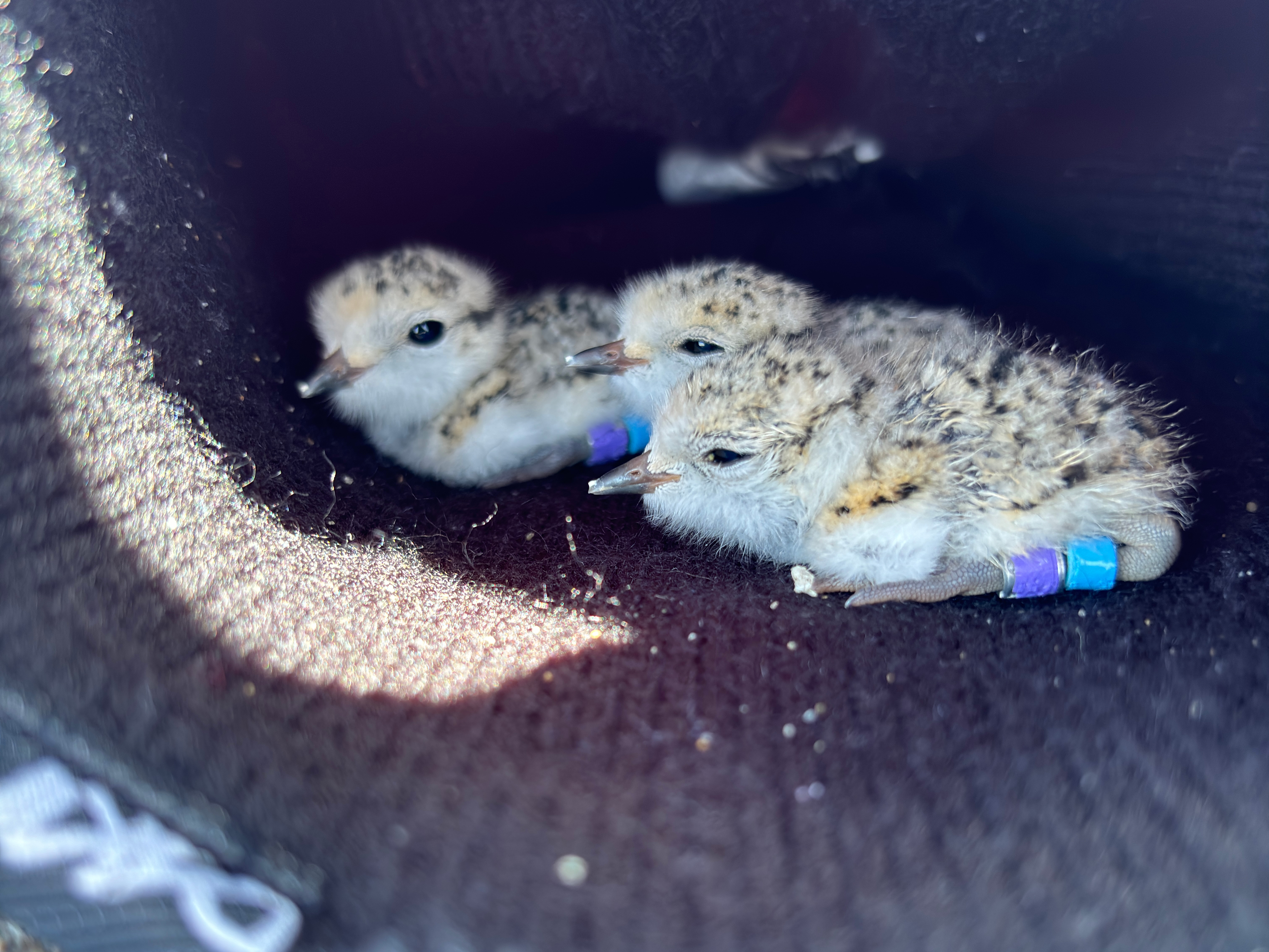 A photo of three small black-speckled, beige-colored shorebird chicks sitting in a blue beanie.