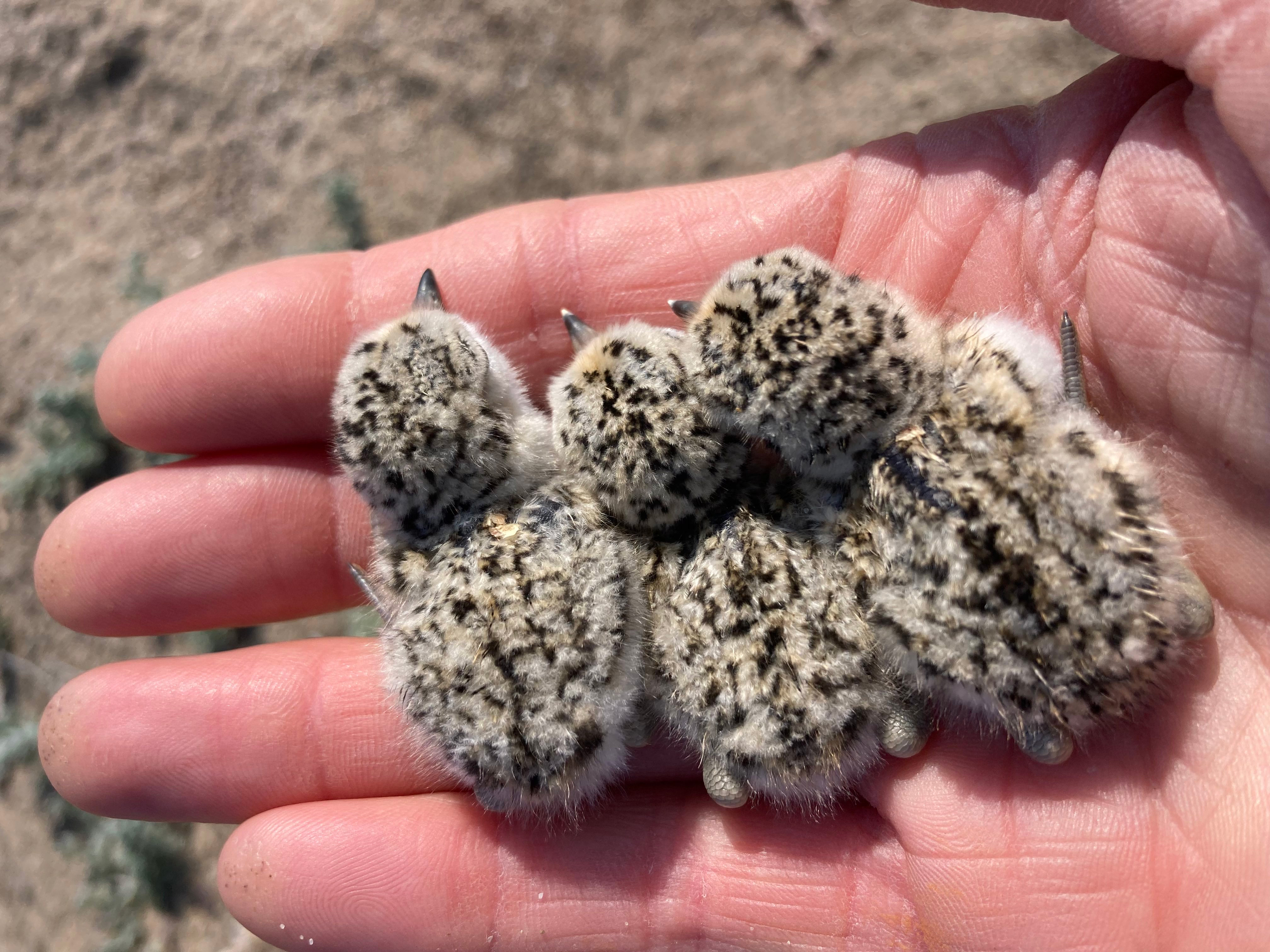 A photo of three small black-speckled, beige-colored, newly-hatched shorebird chicks held in the palm of a person's right hand.