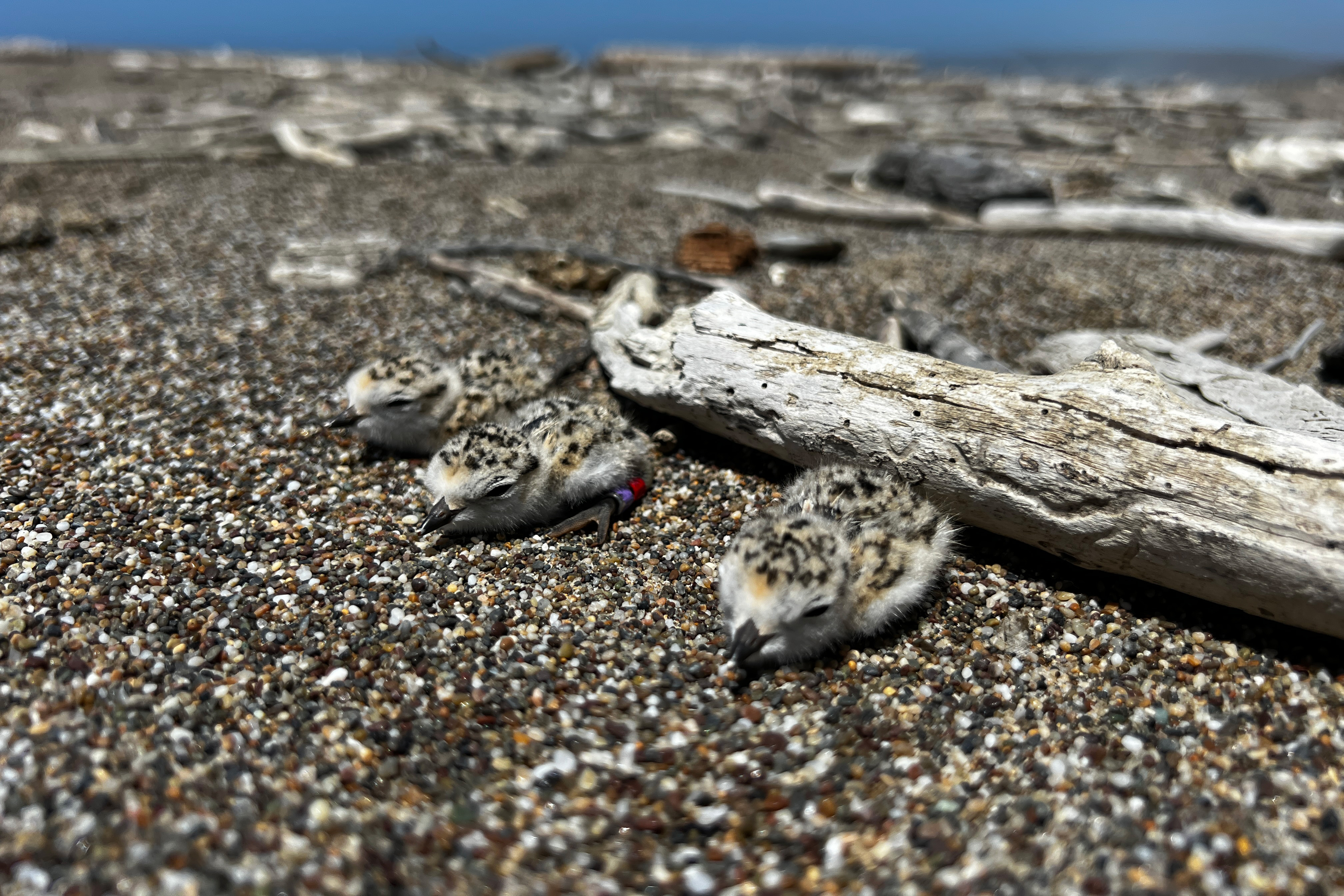 A photo of three small black-speckled, beige-colored shorebird chicks lying on sand adjacent to a long and thin piece of driftwood.