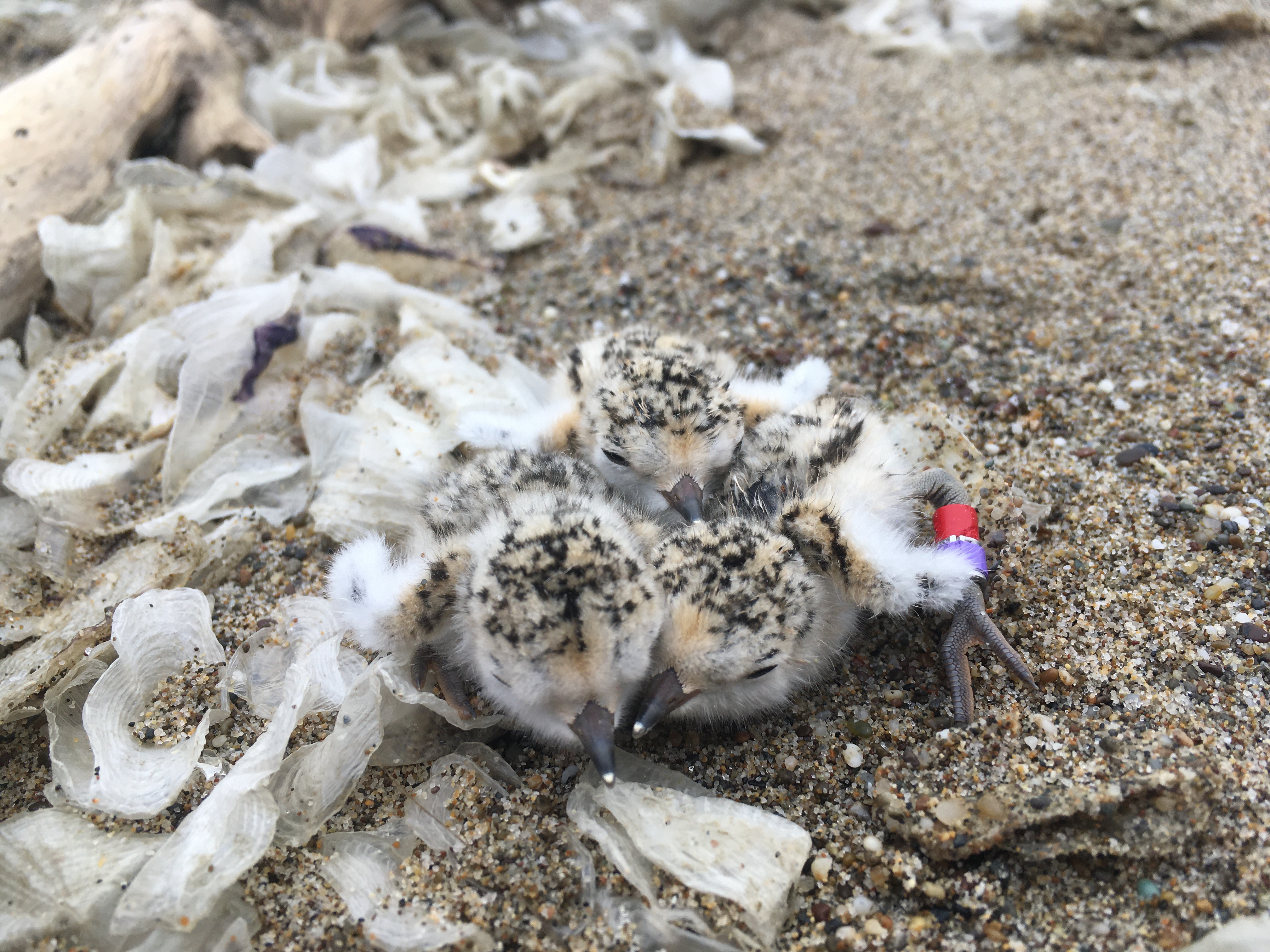 A photo of three small black-speckled, beige-colored shorebird chicks sitting on sand next to cellophane-like dried jellyfish-like animals.