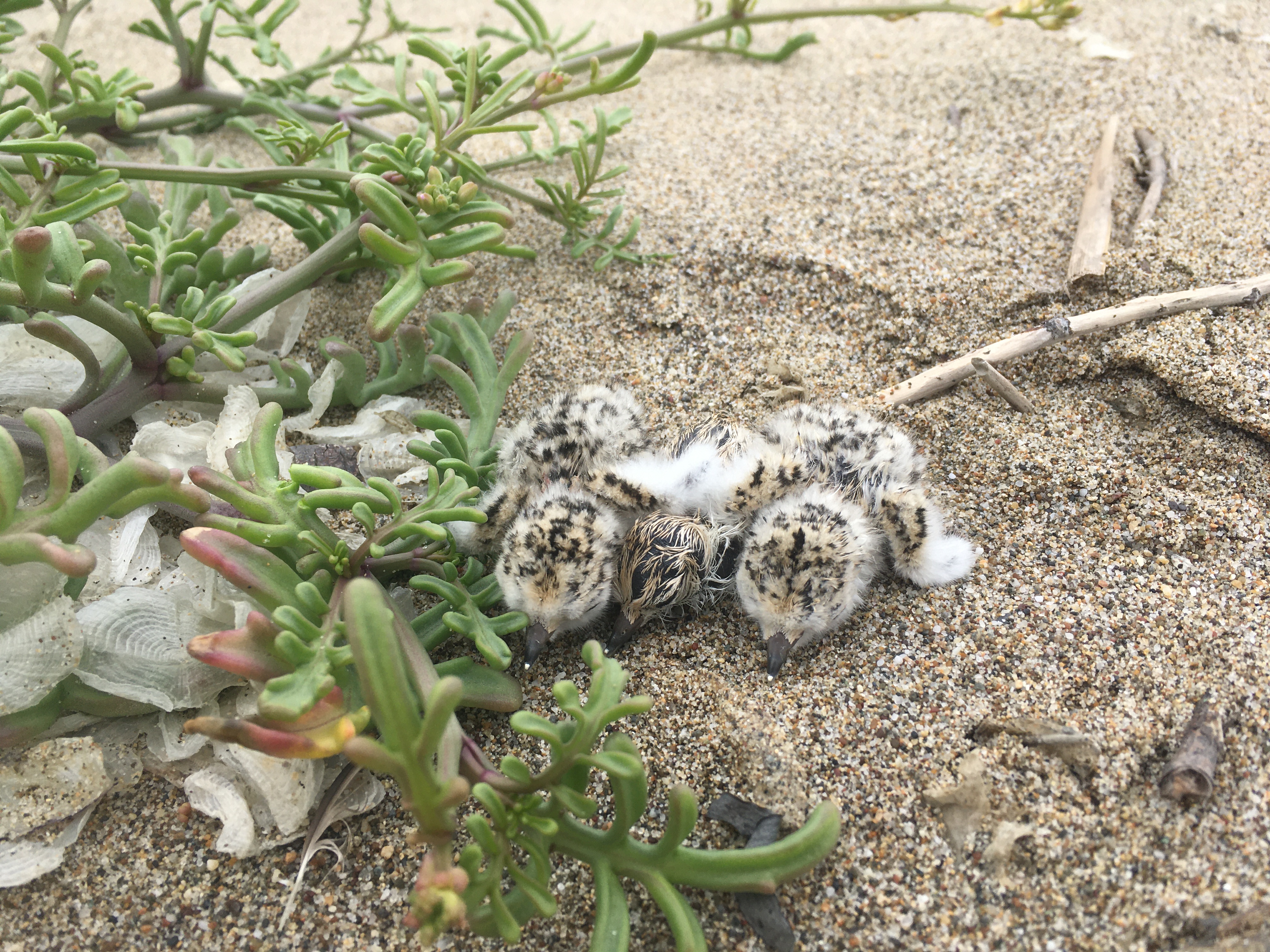 A photo of three small black-speckled, beige-colored shorebird chicks sitting on sand next to a plant with fleshy green leaves.
