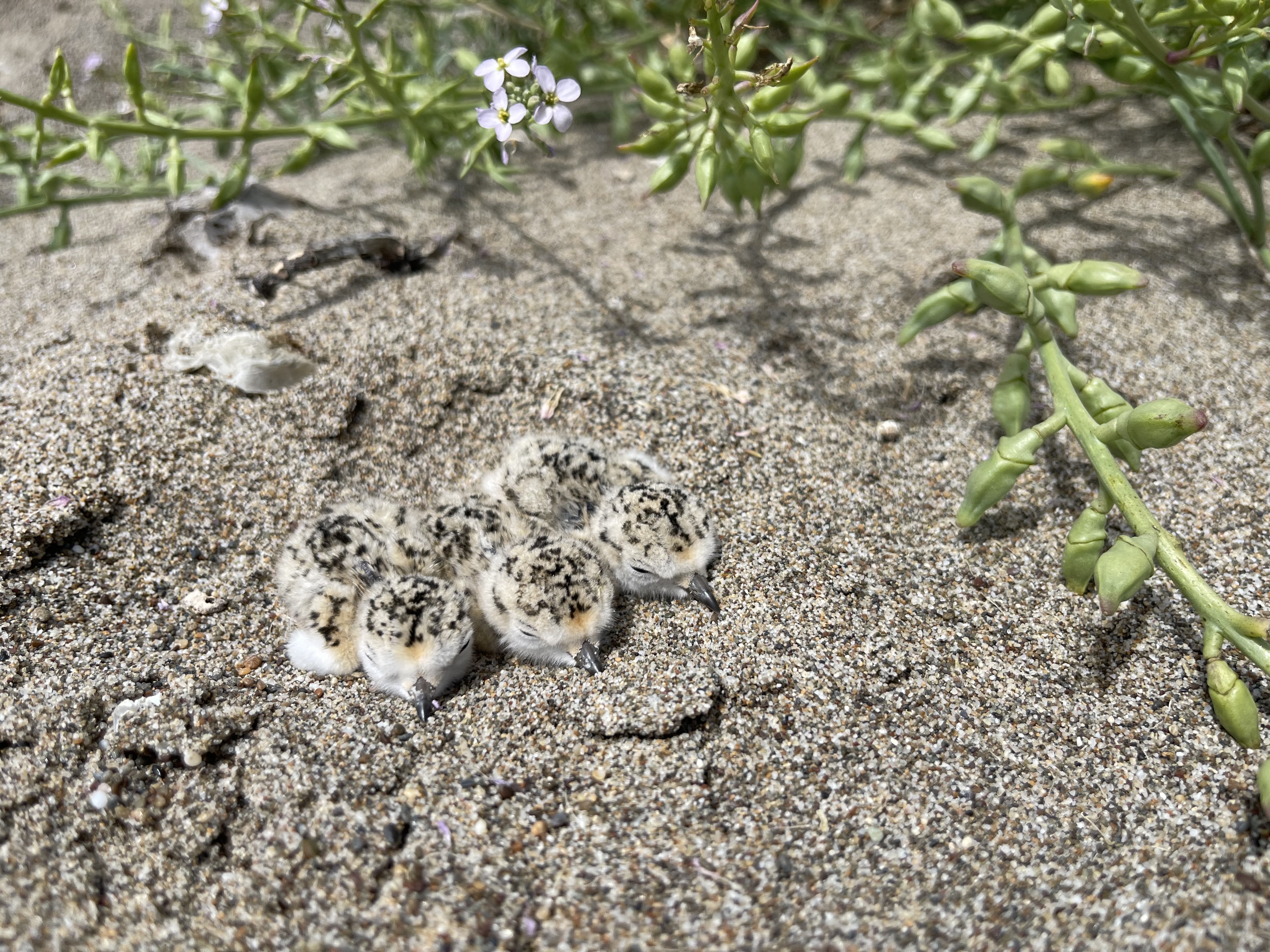 A photo of three small black-speckled, beige-colored, newly-hatched shorebird chicks huddled together on sand next to a green-colored plant in the upper and right parts of the photograph.