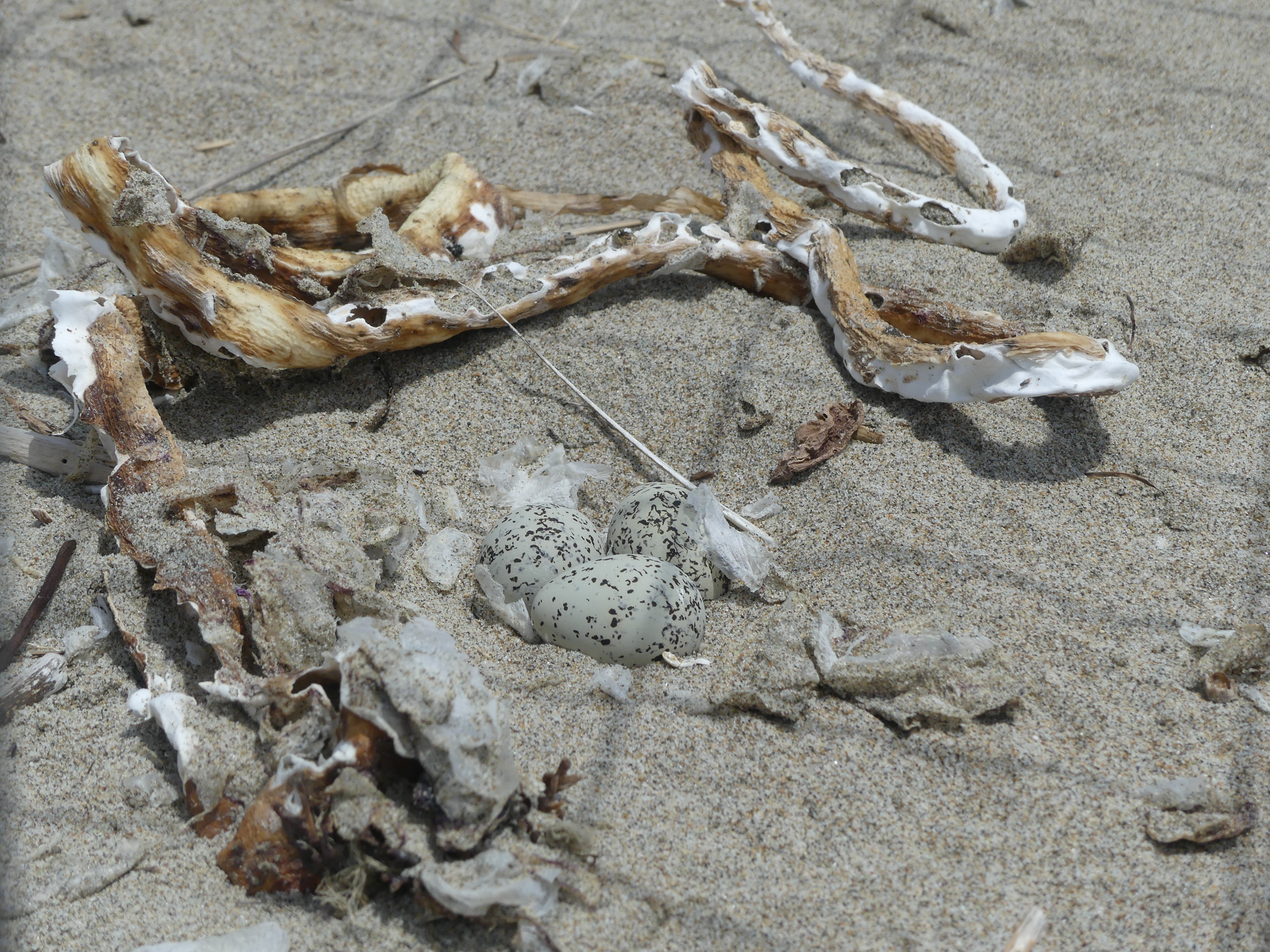 A photo of three small black-speckled, beige-colored eggs sitting on sand among dried bull kelp and cellophane-like dried jellyfish-like animals.
