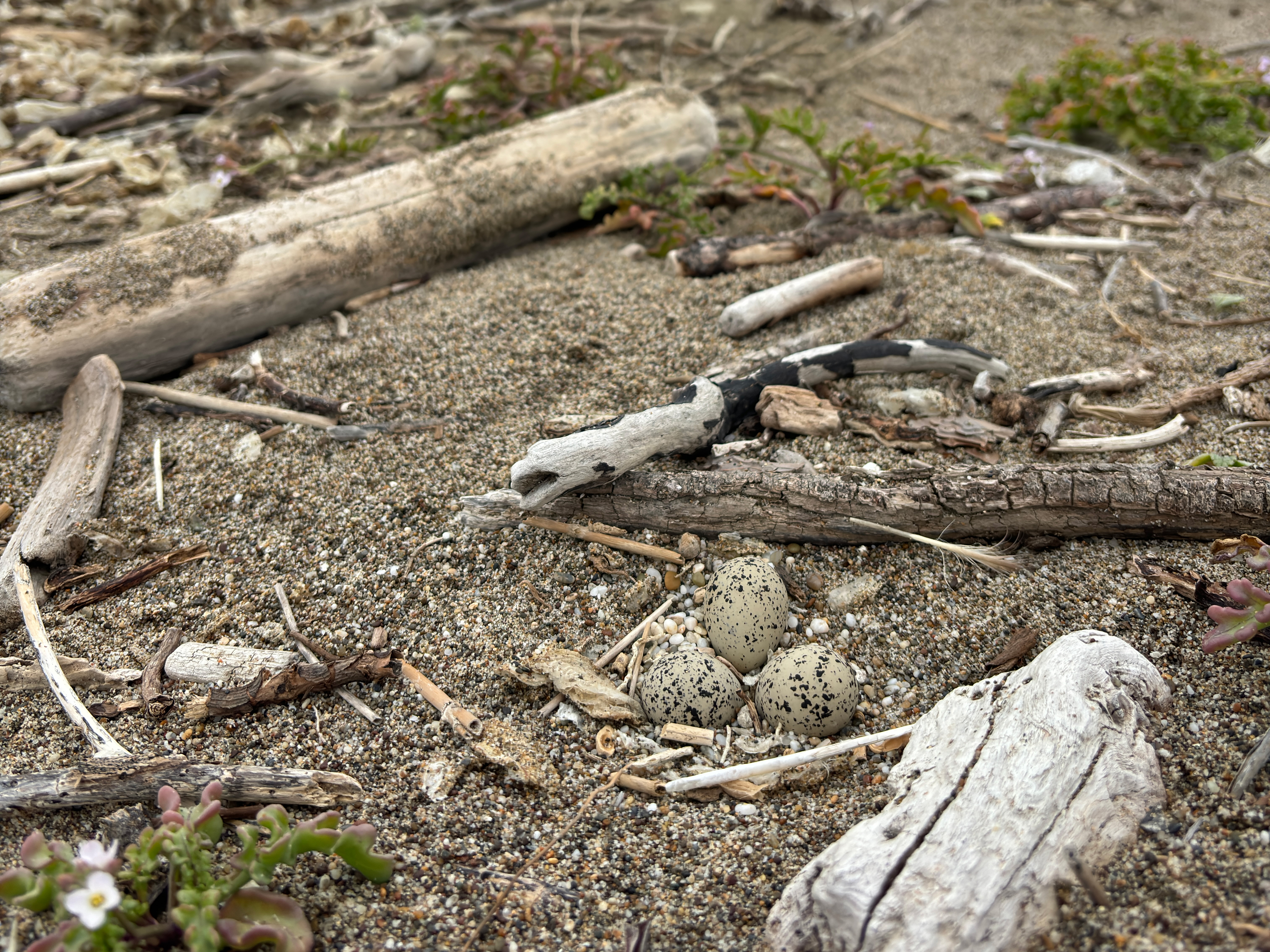 A photo of three small black-speckled, beige-colored eggs sitting on sand between three pieces of driftwood.