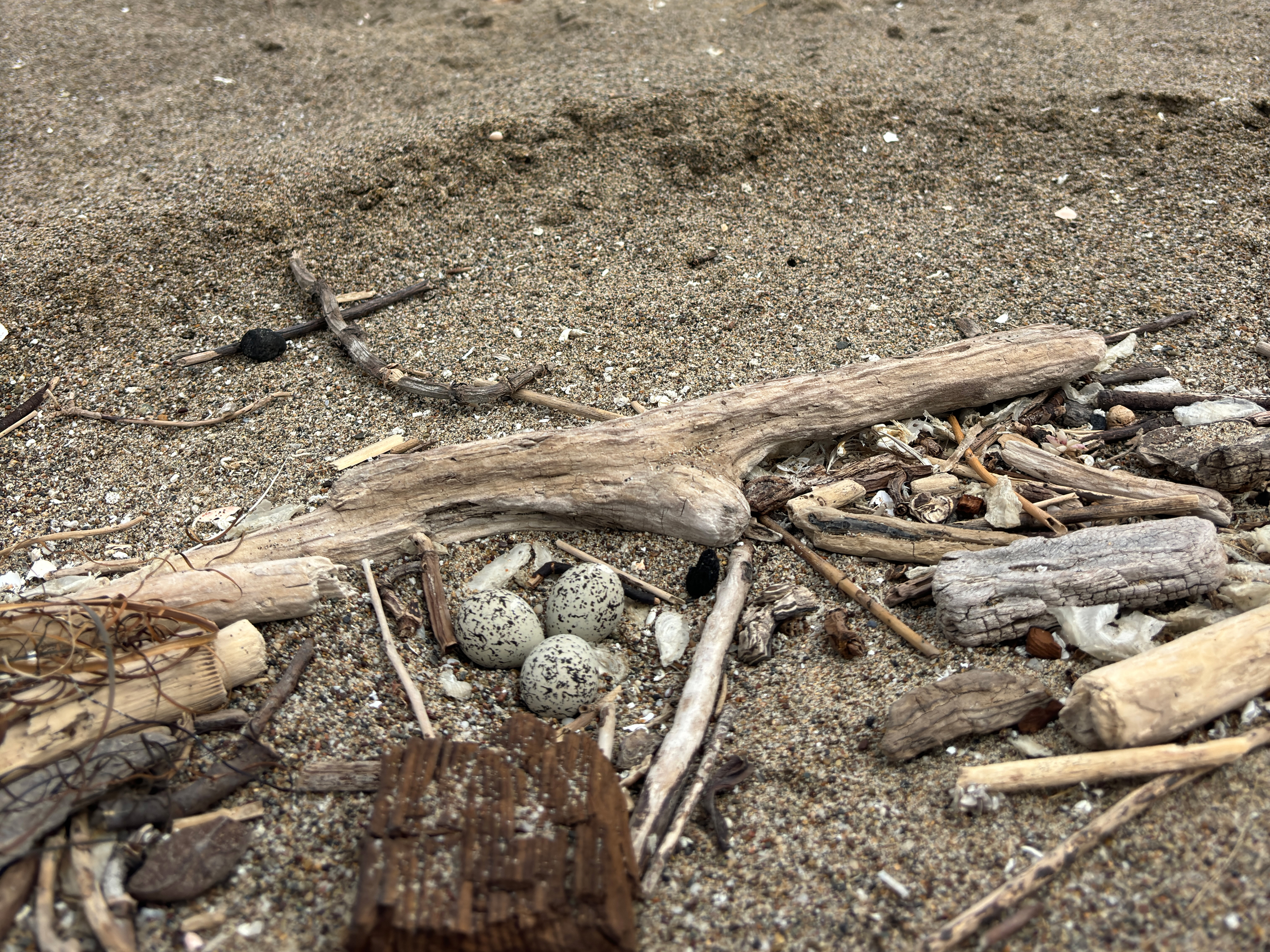 A photo of three small black-speckled, beige-colored eggs hidden among small pieces of driftwood on a sandy beach.