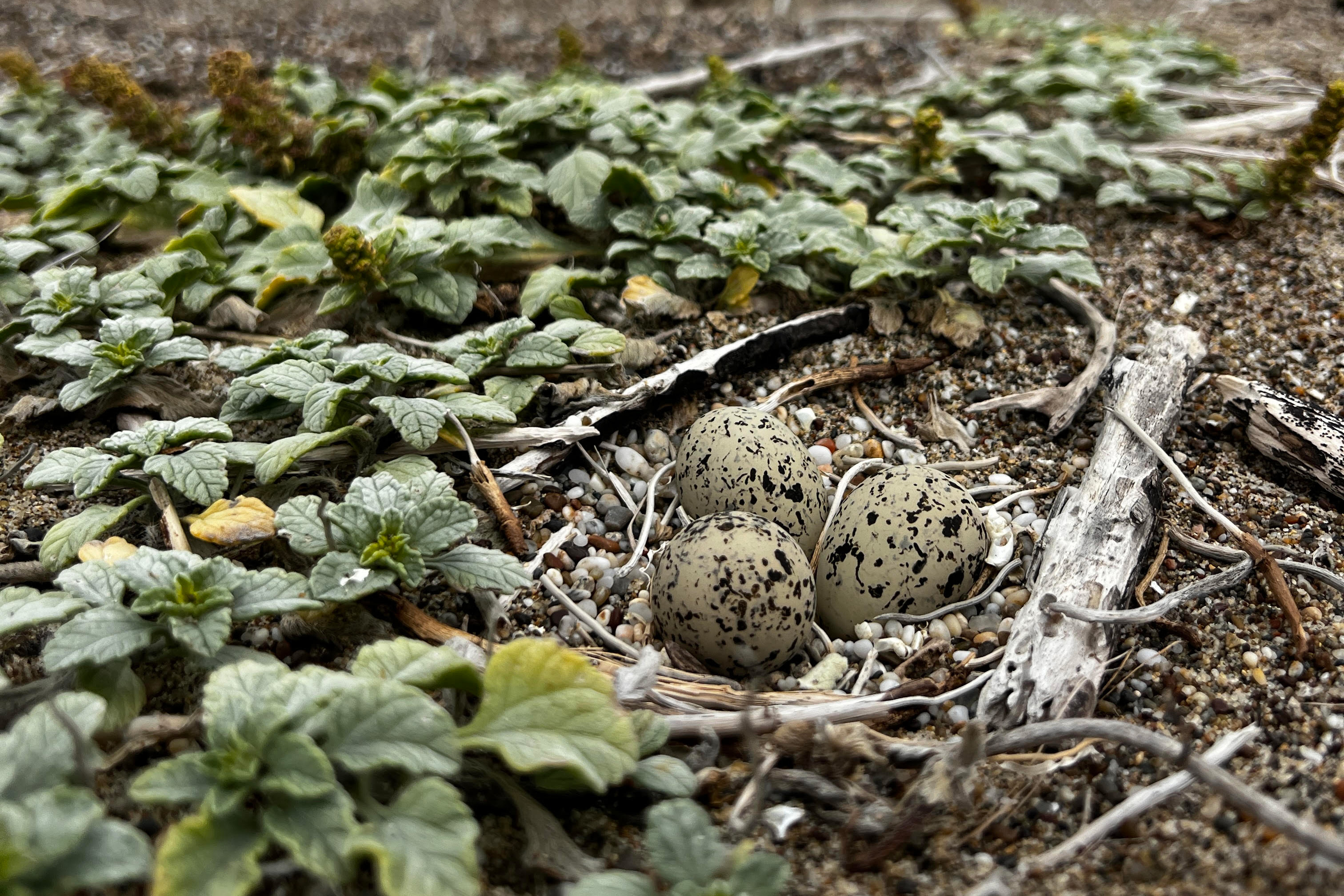 A photo of three small black-speckled, beige-colored eggs lying on sand surrounded by small green plants and small bits of wood.