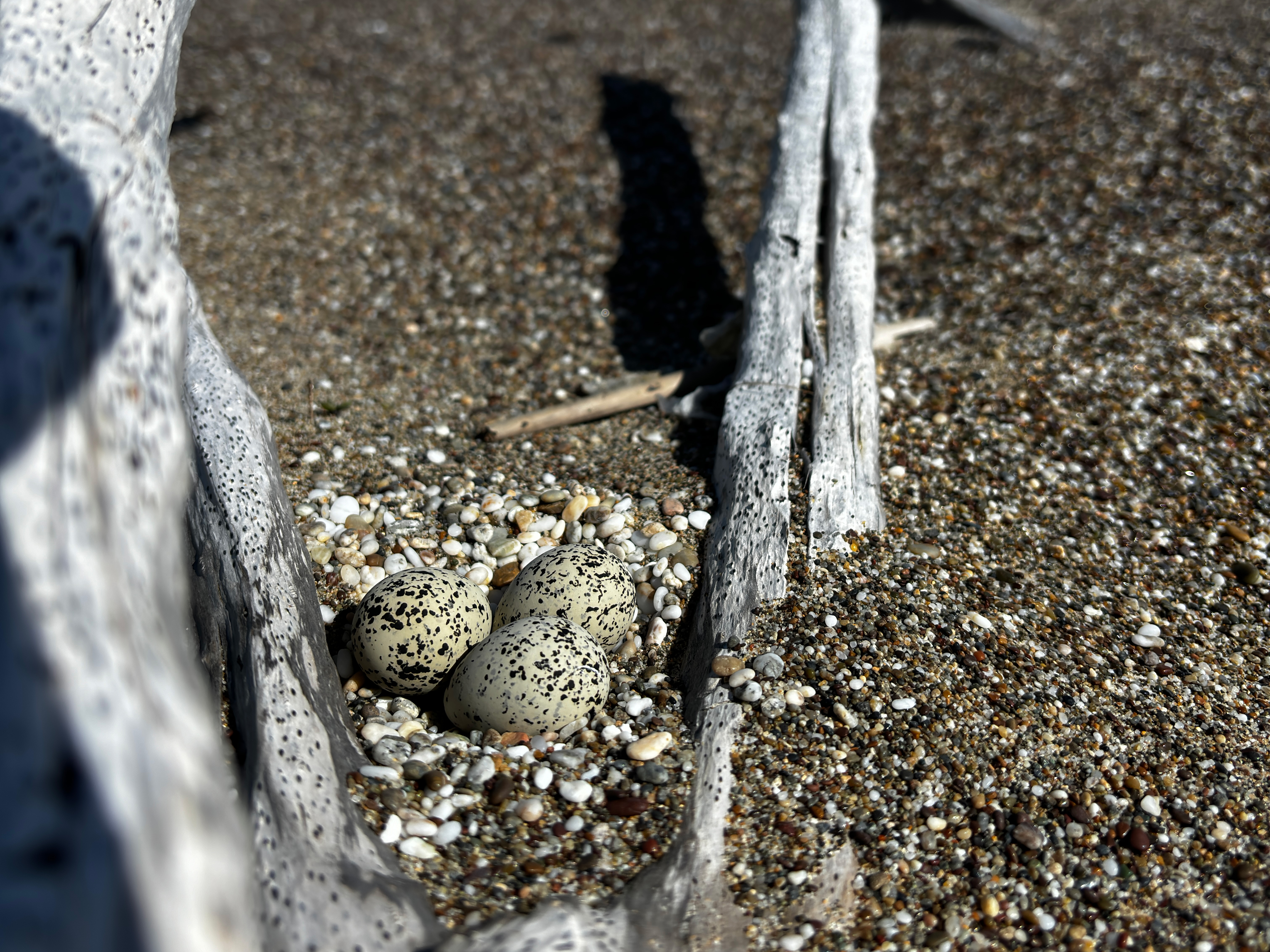 A photo of three small black-speckled, beige-colored egg sitting on sand between two branches of a piece of driftwood.