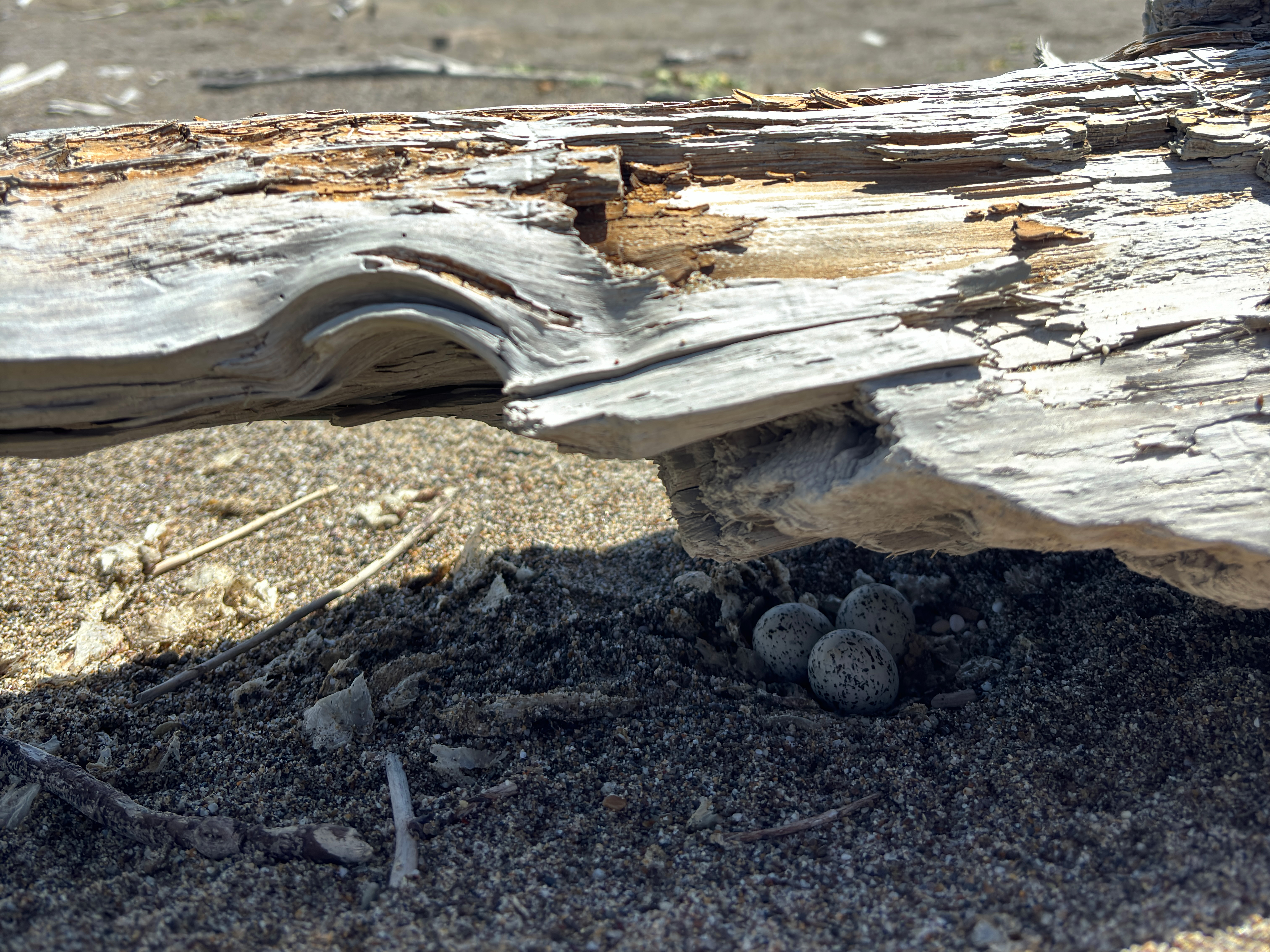 A close-up photo of three small black-speckled, beige-colored egg sitting on sand under a piece of driftwood that's elevated above the sand.