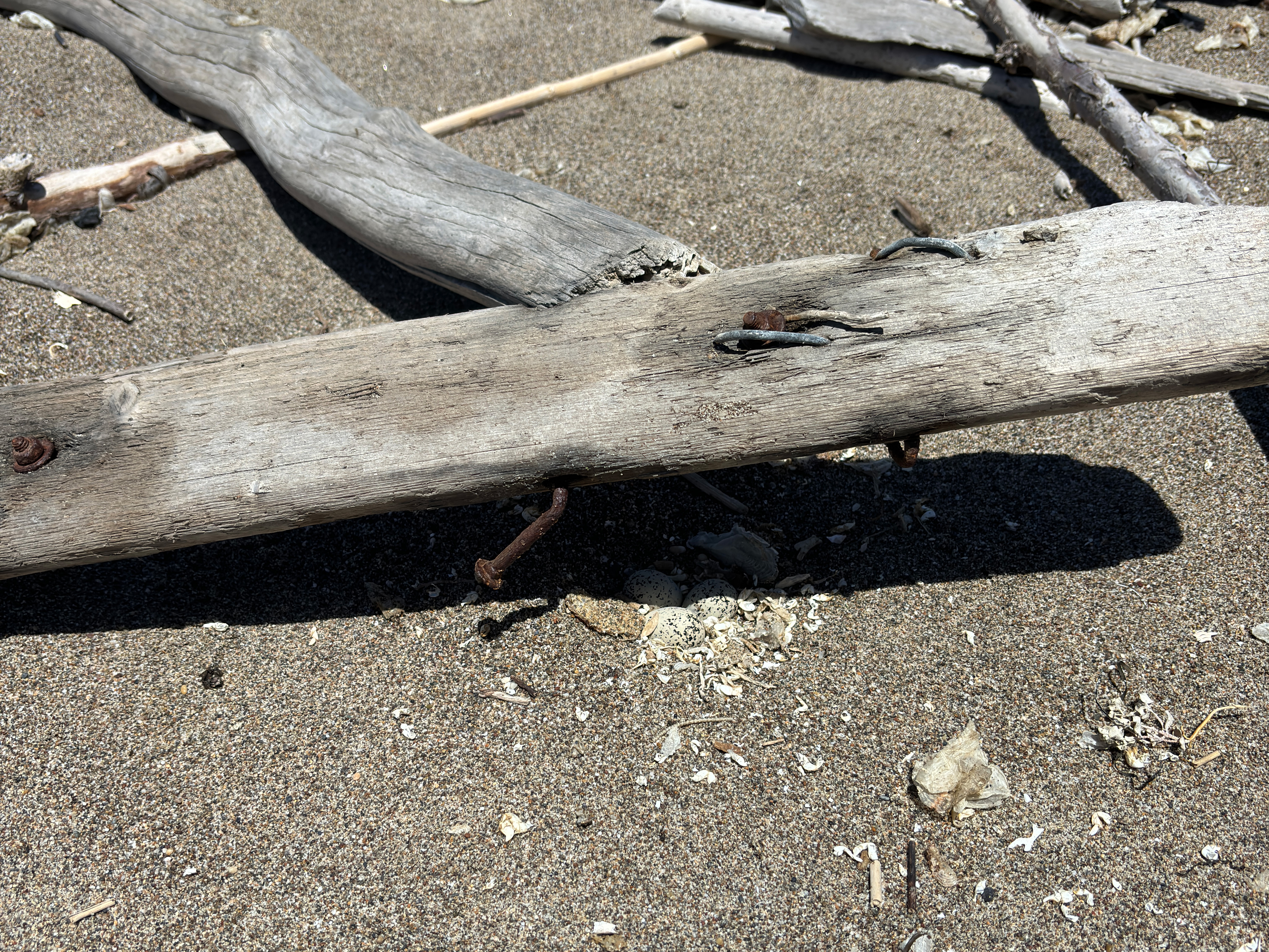 A photo of three small black-speckled, beige-colored egg sitting on sand under a piece of driftwood with multiple nails that's elevated above the sand.