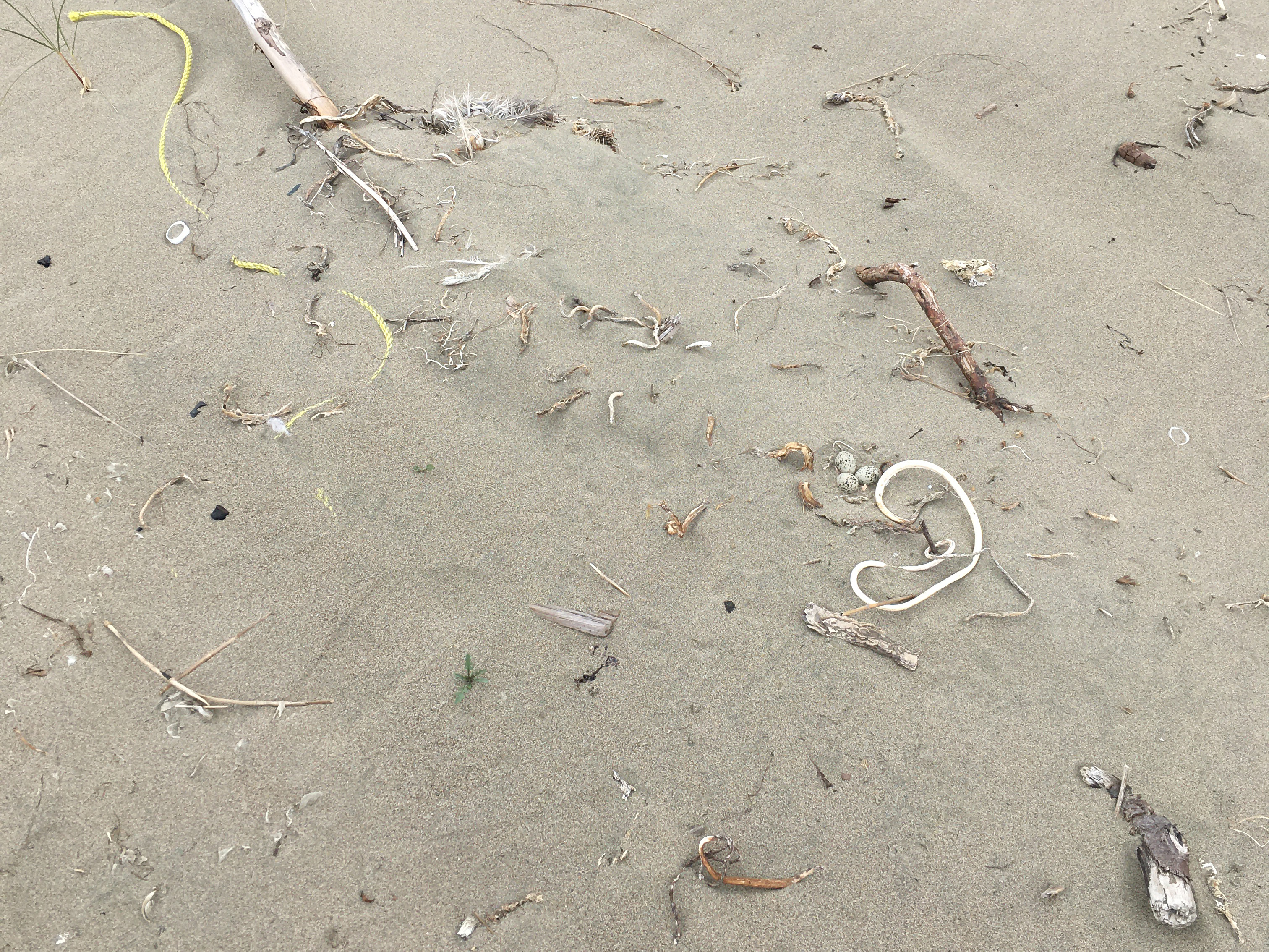A photo of three small black-speckled, beige-colored egg sitting next to a bit of dried kelp on a sandy beach.