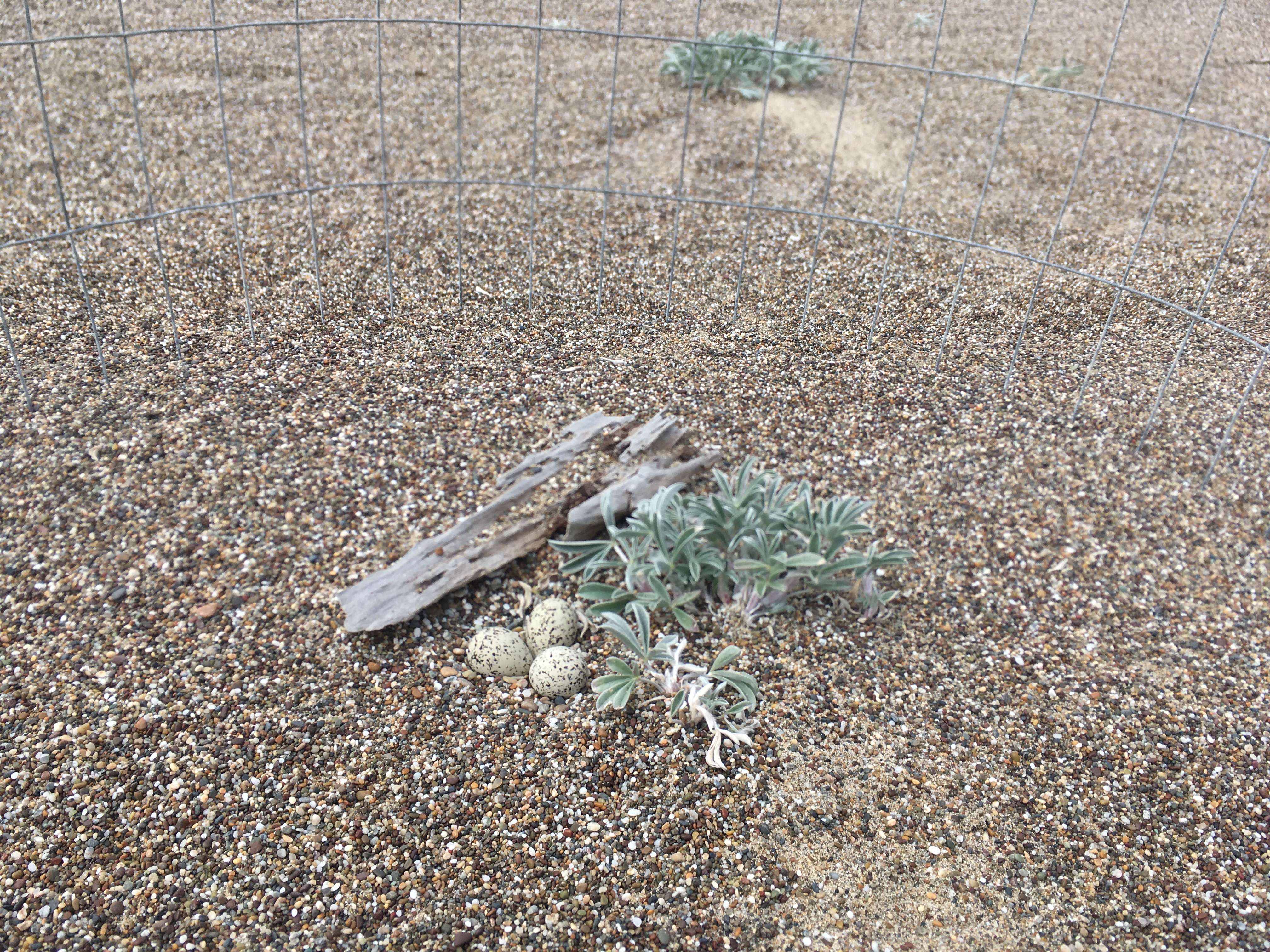 A photo of three small black-speckled, beige-colored egg sitting between a small piece of driftwood and a small lupine plant.