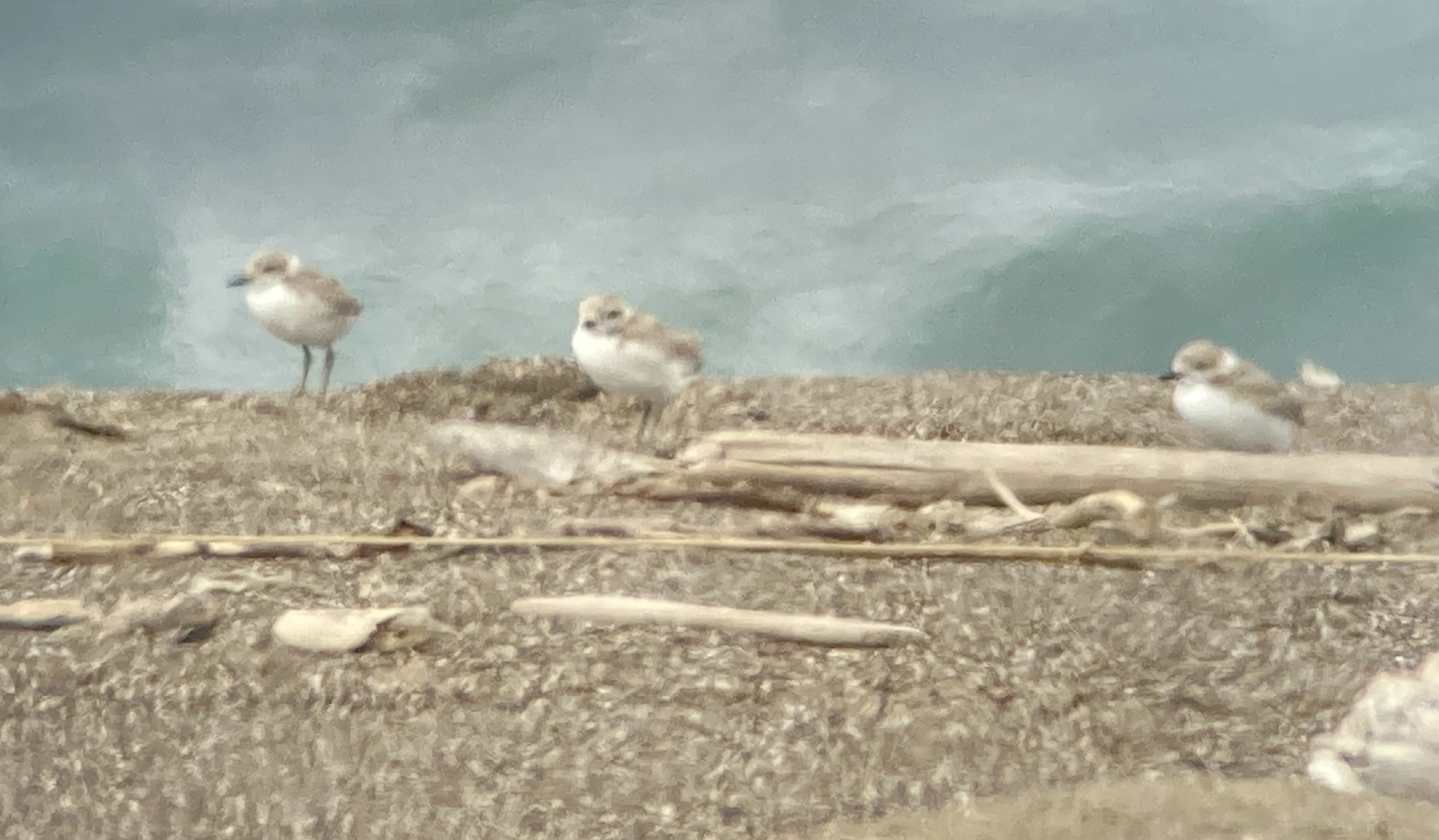 A photo of a three small grayish-brown shorebirds standing close to one another on a sandy beach among small pieces of driftwood