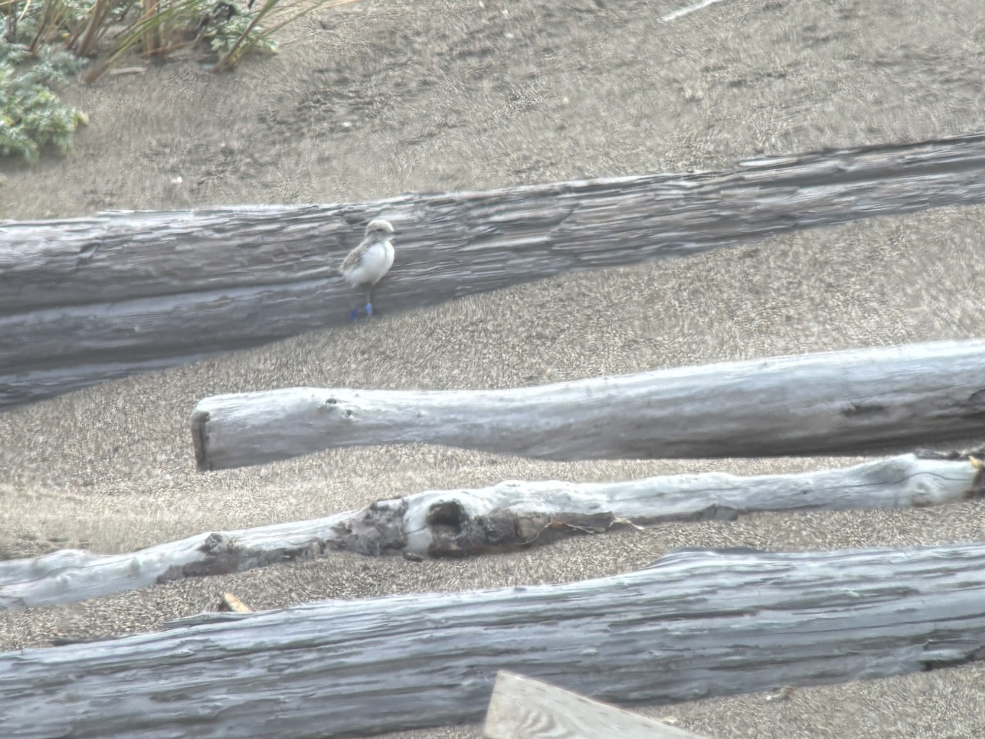 A photo of a small grayish-brown shorebird standing on a sandy beach among moderate-sized pieces of driftwood