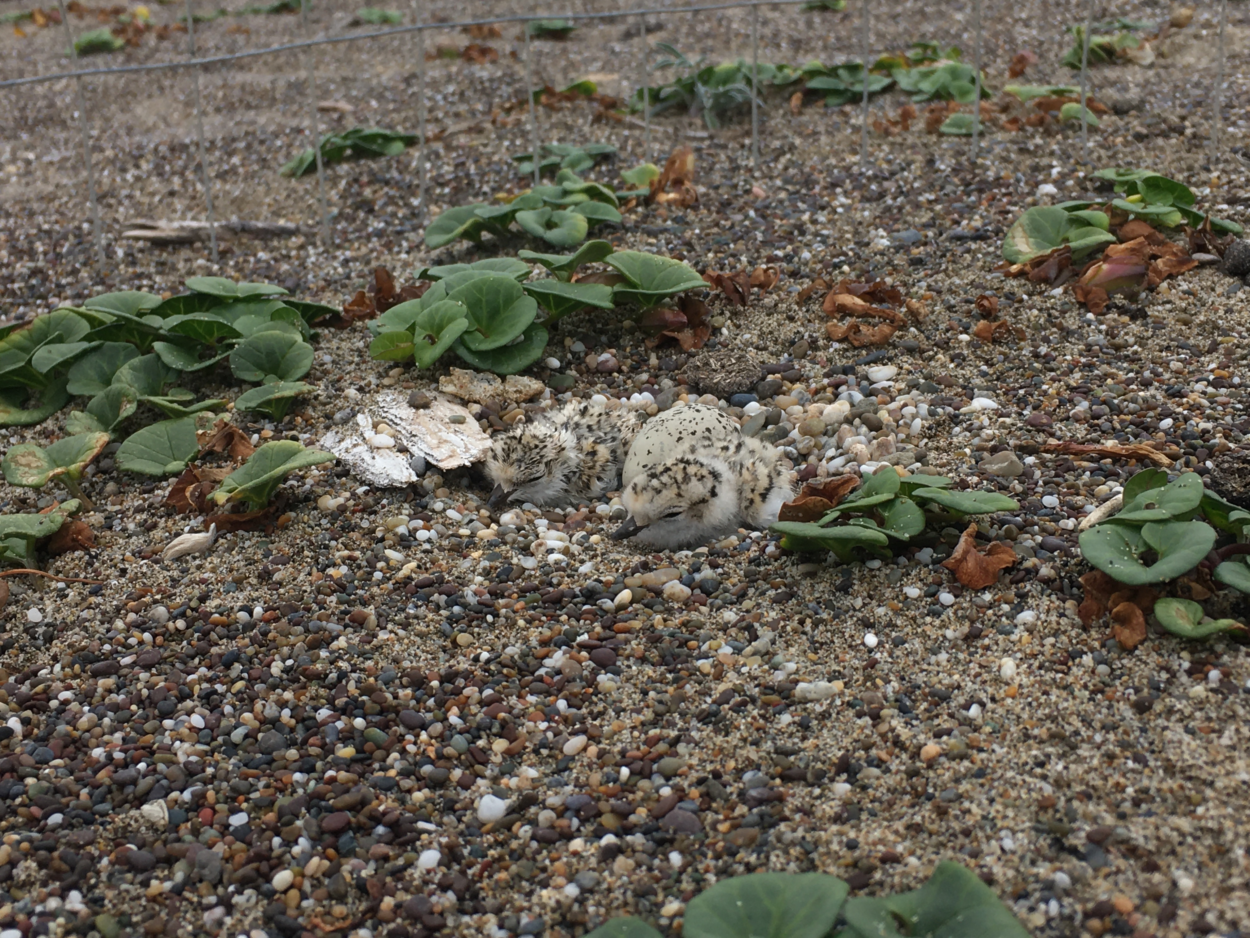 A photo of two small black-speckled, beige-colored shorebird chicks on either side of an egg sitting on sand next to a plant with circular green leaves.
