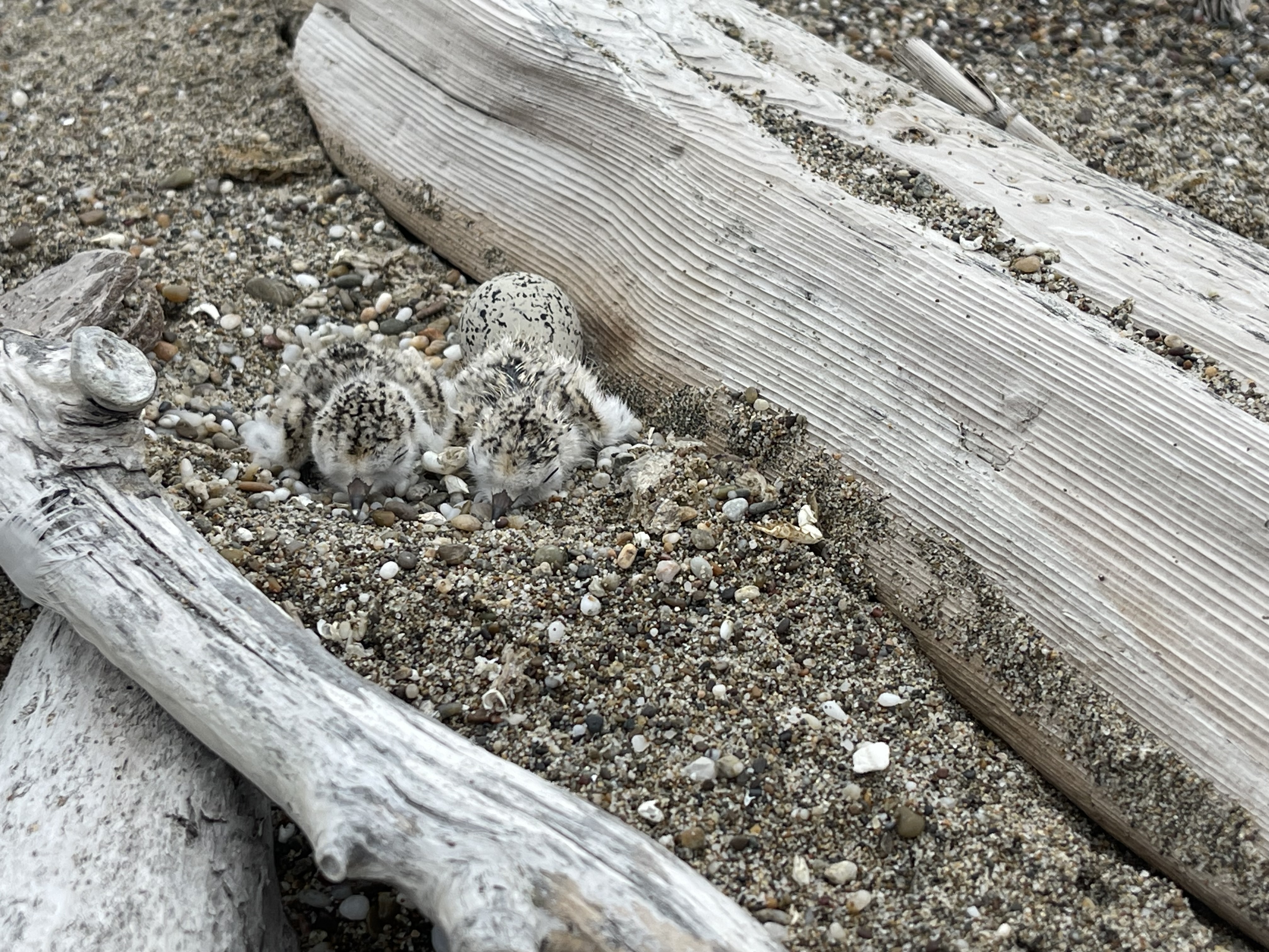 A photo of two small black-speckled, beige-colored shorebird chicks and a small black-speckled, beige-colored egg sitting on sand next to driftwood.
