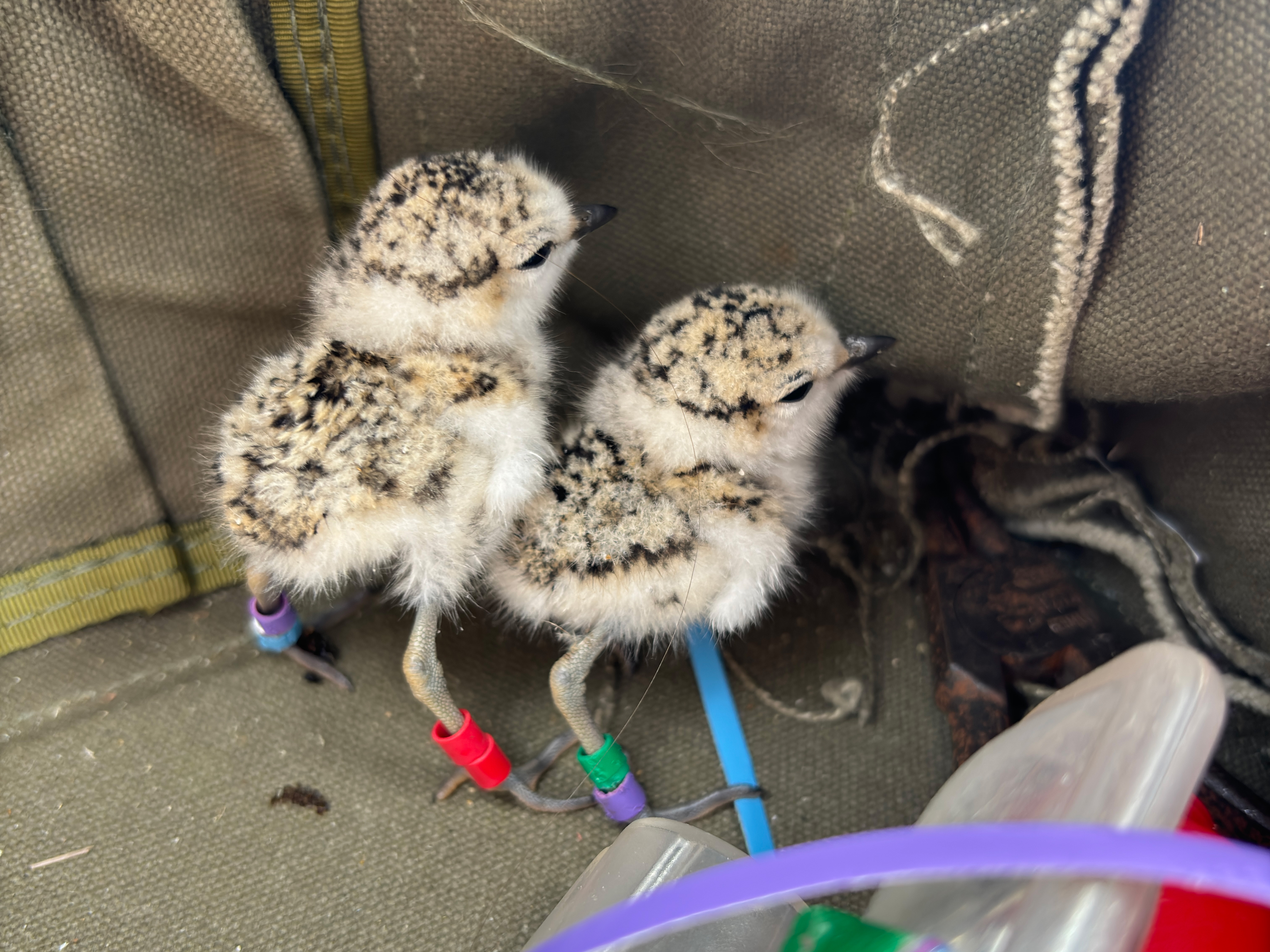 A photo of two small black-speckled, beige-colored, newly-hatched shorebird chicks with colored bands on their legs standing in a canvas bag..