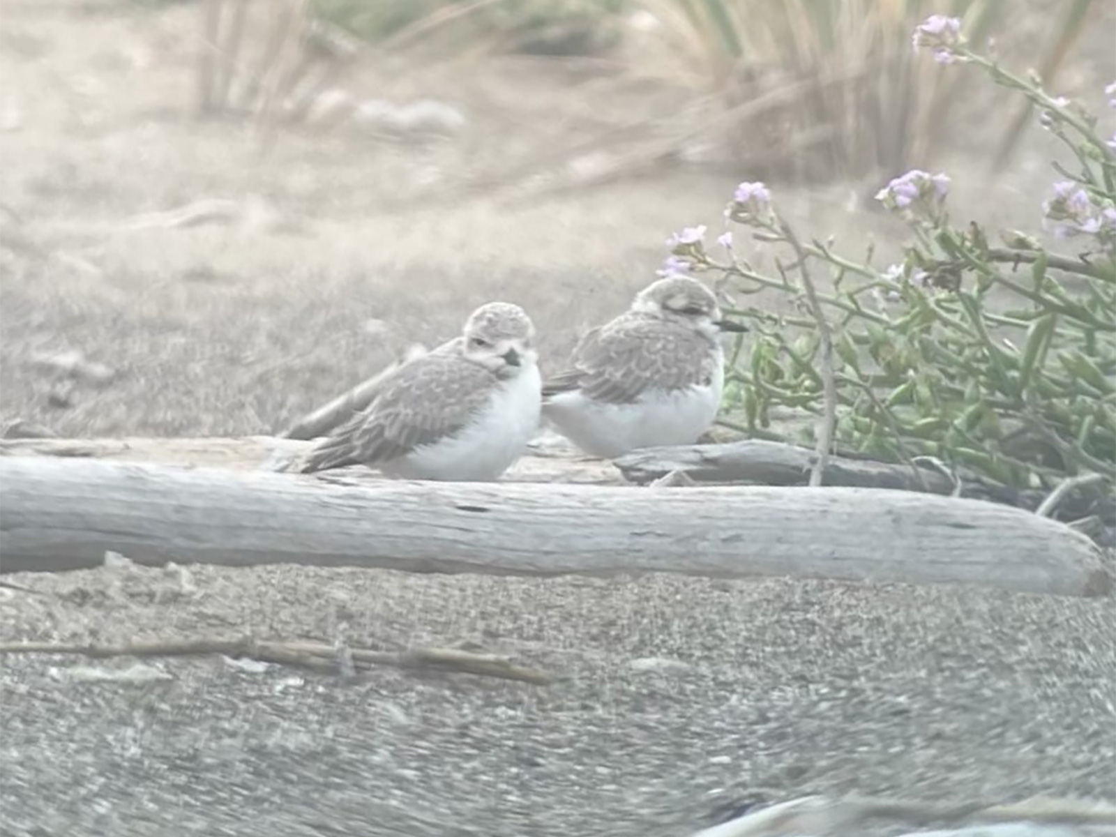 A photo of two small white-breasted, brown-backed shorebird perched on driftwood.