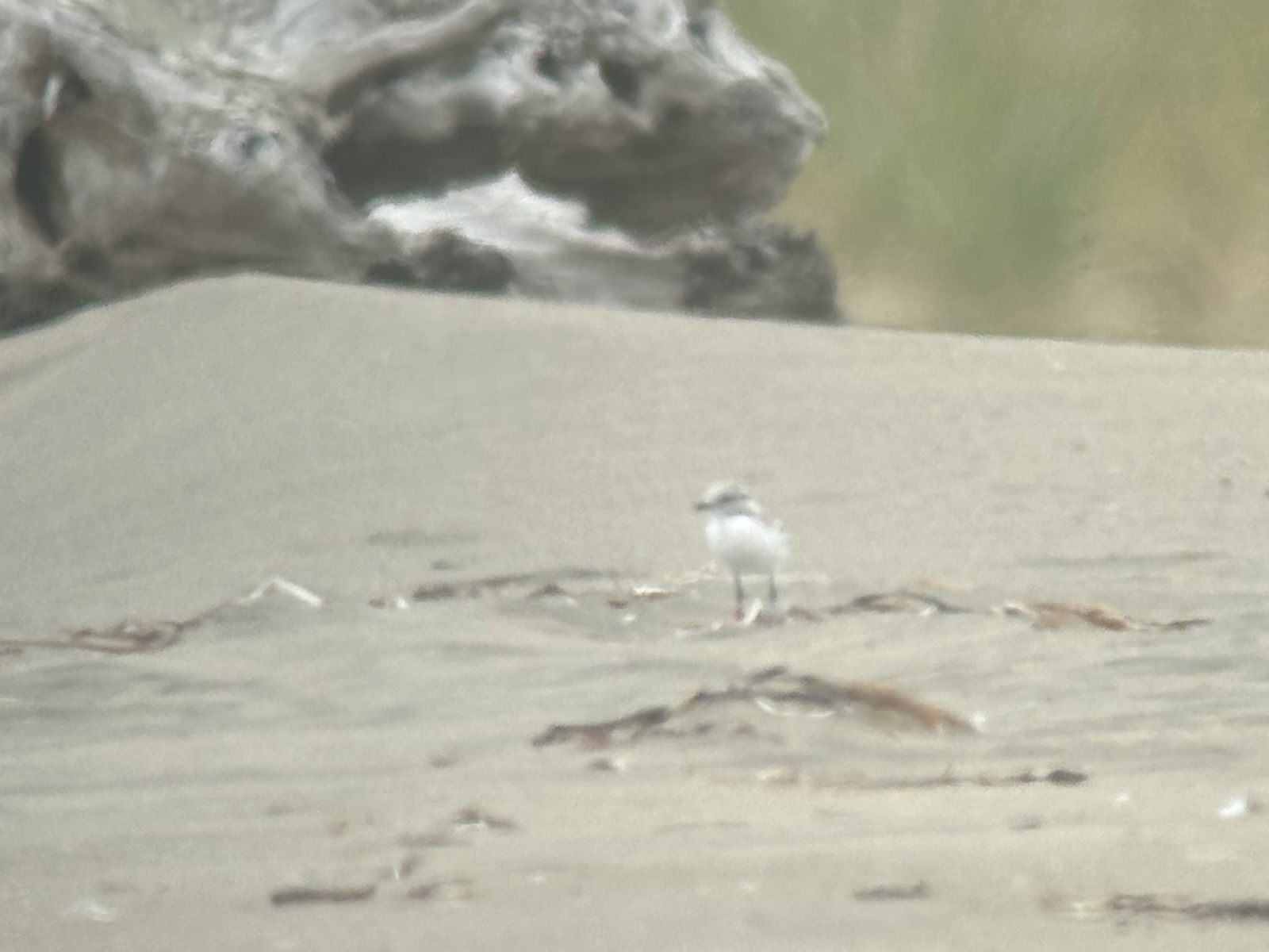 A small beige-colored shorebird chick standing on a sandy beach. A large driftwood log and dune grass are visible in the background.