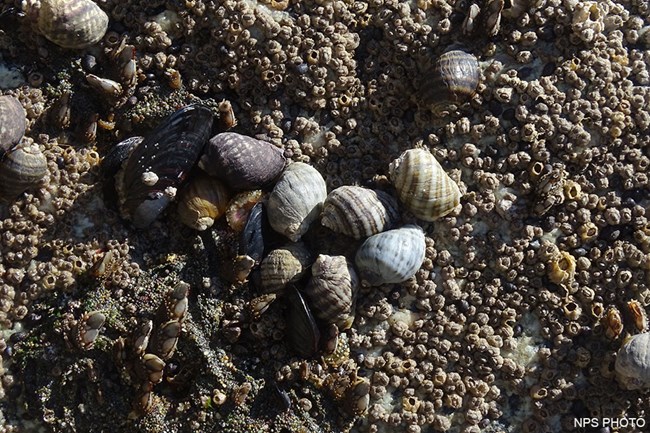 A photograph of turban snails, mussels, and barnacles on intertidal rocks