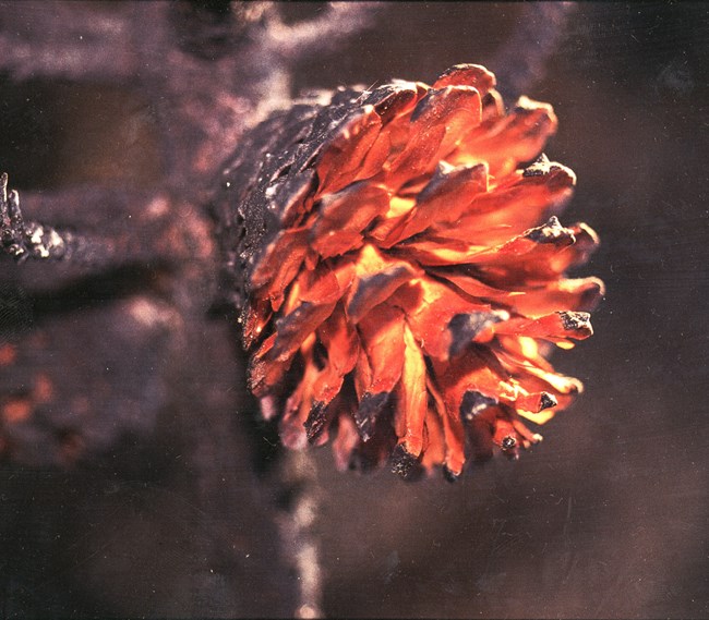 A partially-burnt, almost spherical pine cone with opened scales revealing an orangish-colored interior.