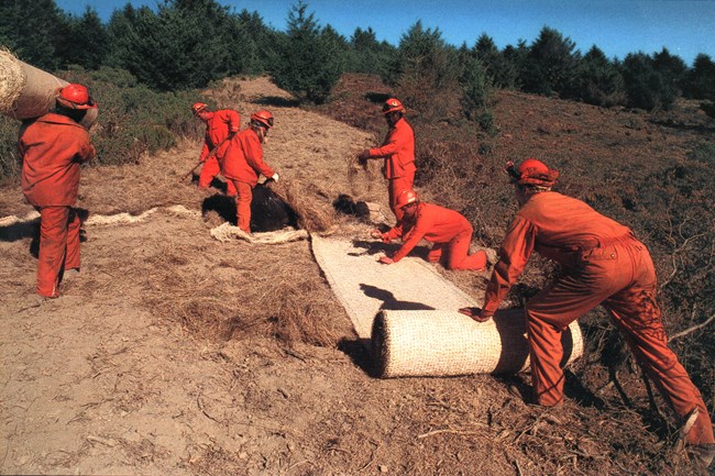 A crew of six individuals wearing orange jumpsuits carry and unroll rolls of curlex over a bulldozer scar.